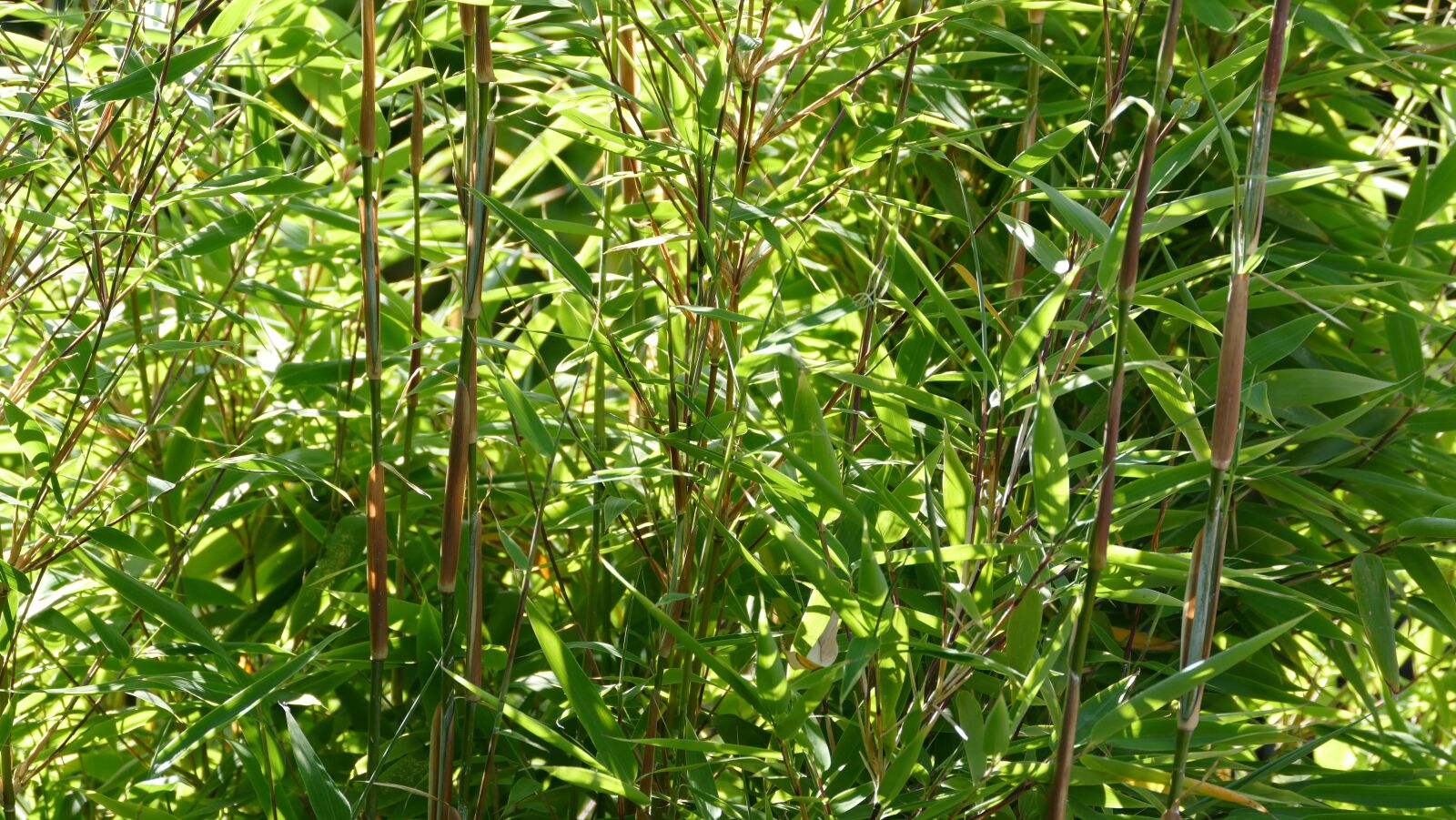Panasonic Lumix DMC-FZ1000 sample photo. Bamboo, bamboo garden, japan photography