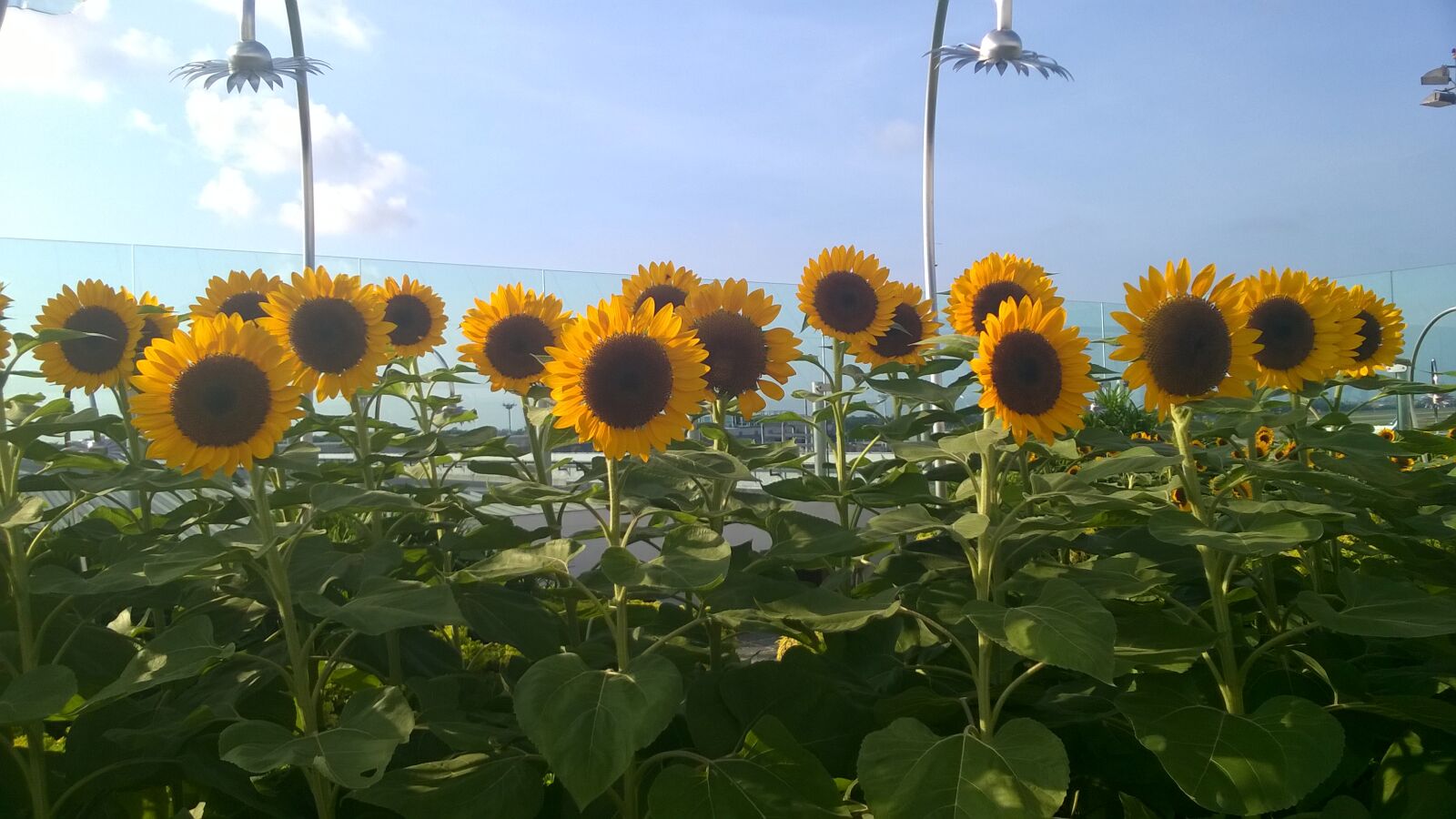Nokia Lumia 730 Dual SIM sample photo. Sunflower photography