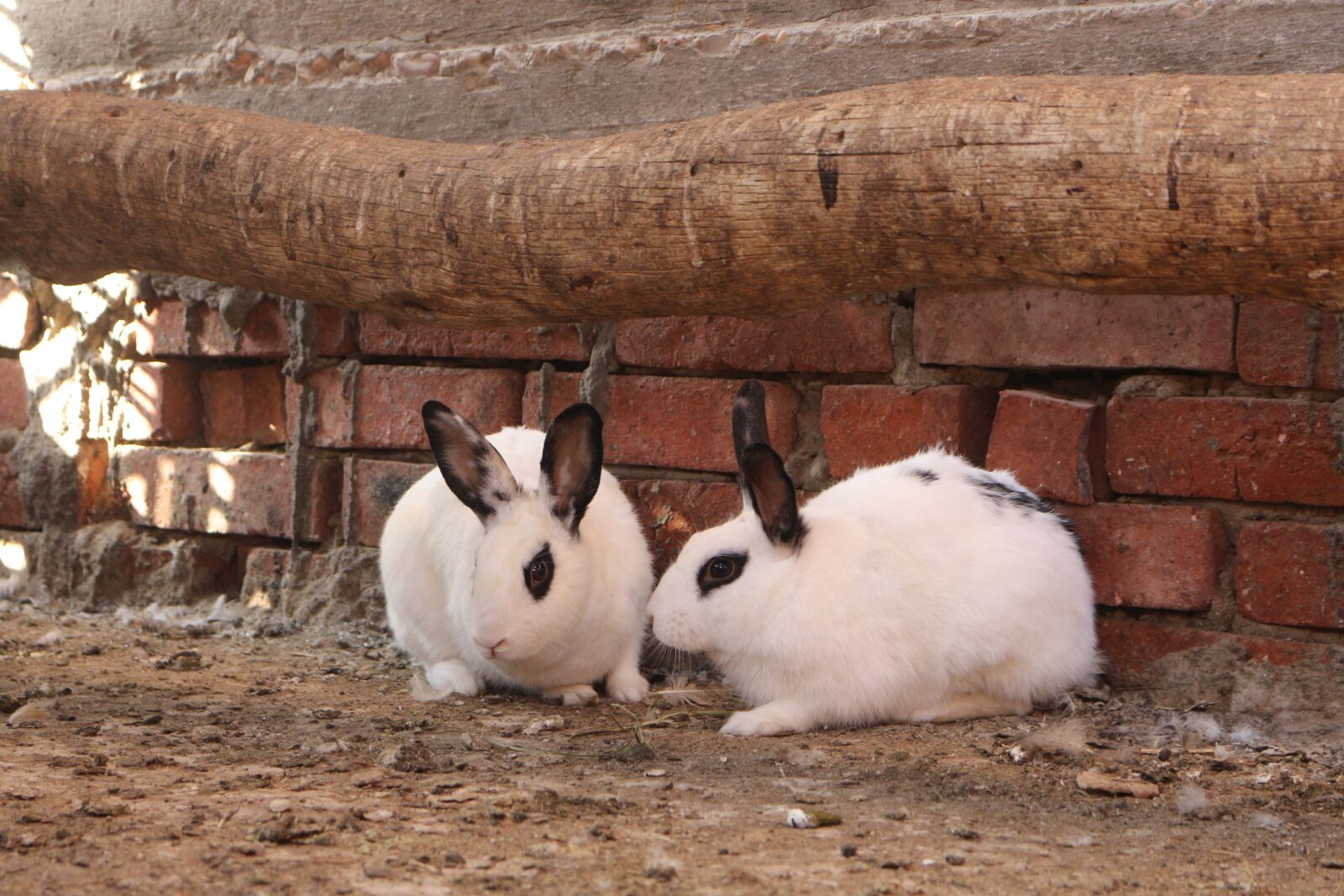 Canon EOS 700D (EOS Rebel T5i / EOS Kiss X7i) sample photo. Rabbit, animal, cute photography