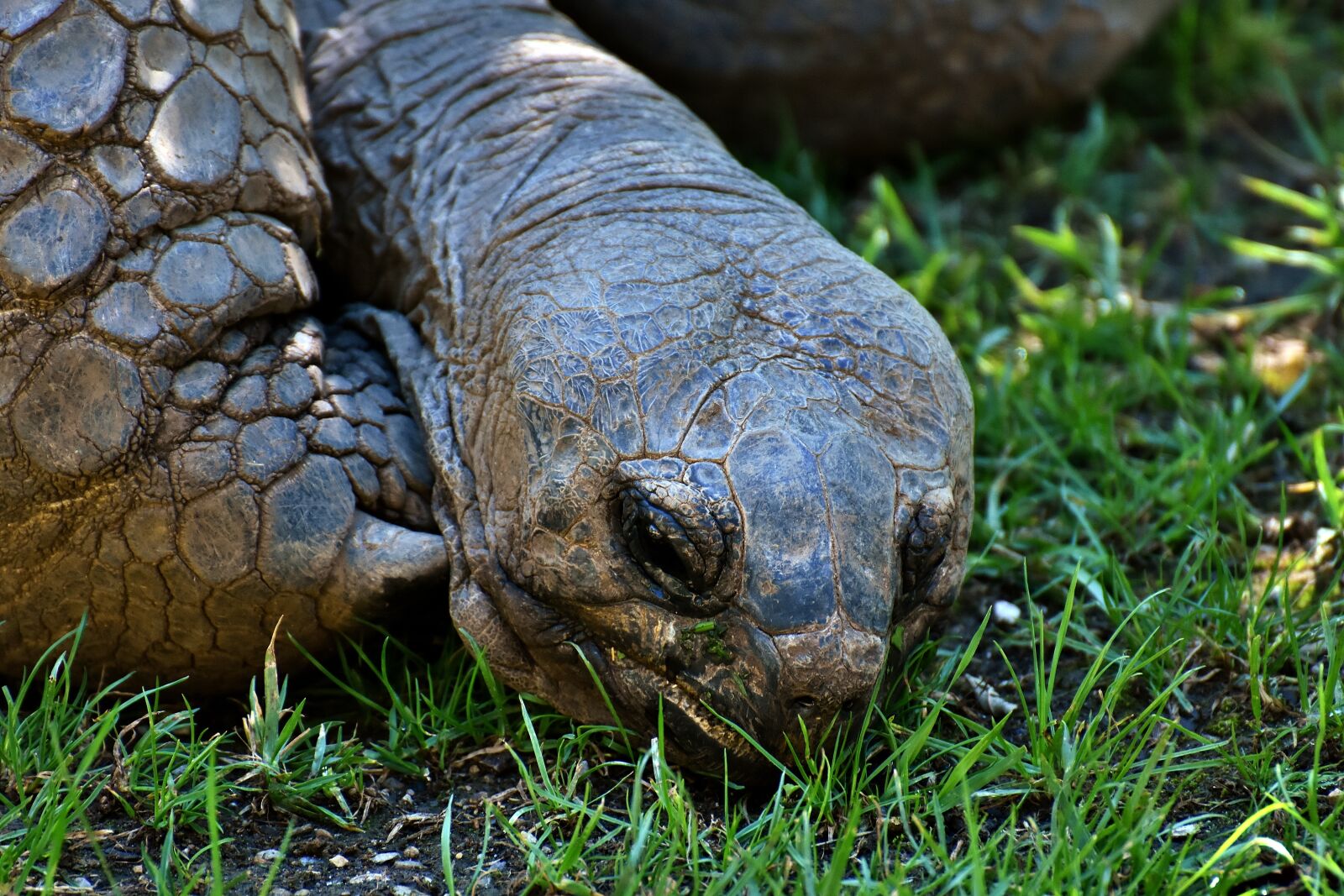 Nikon D7200 sample photo. Giant tortoise, animal, panzer photography