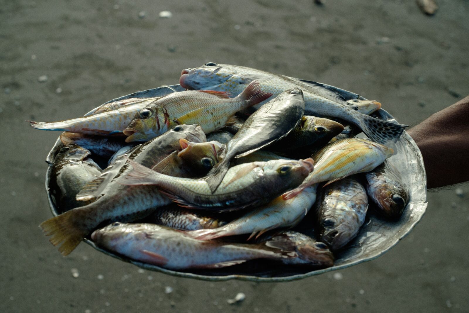 Fujifilm X-T1 sample photo. Fresh catch, fish, beach photography