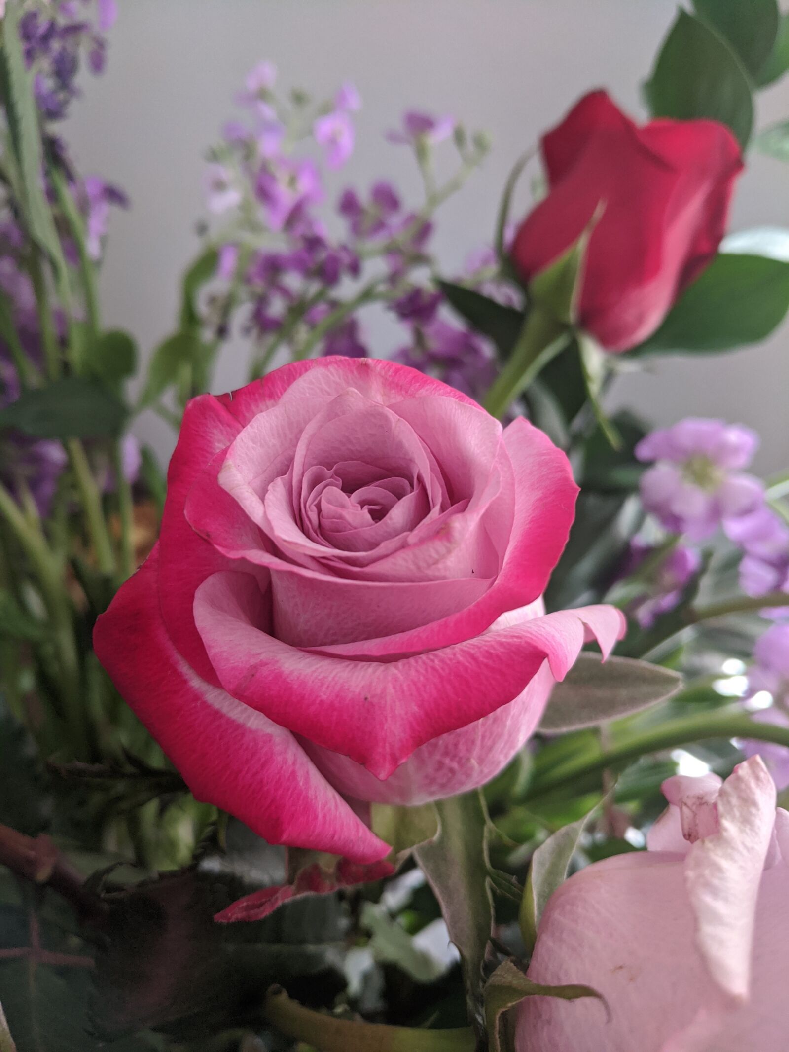 Google Pixel sample photo. Mothers day, pink rose photography