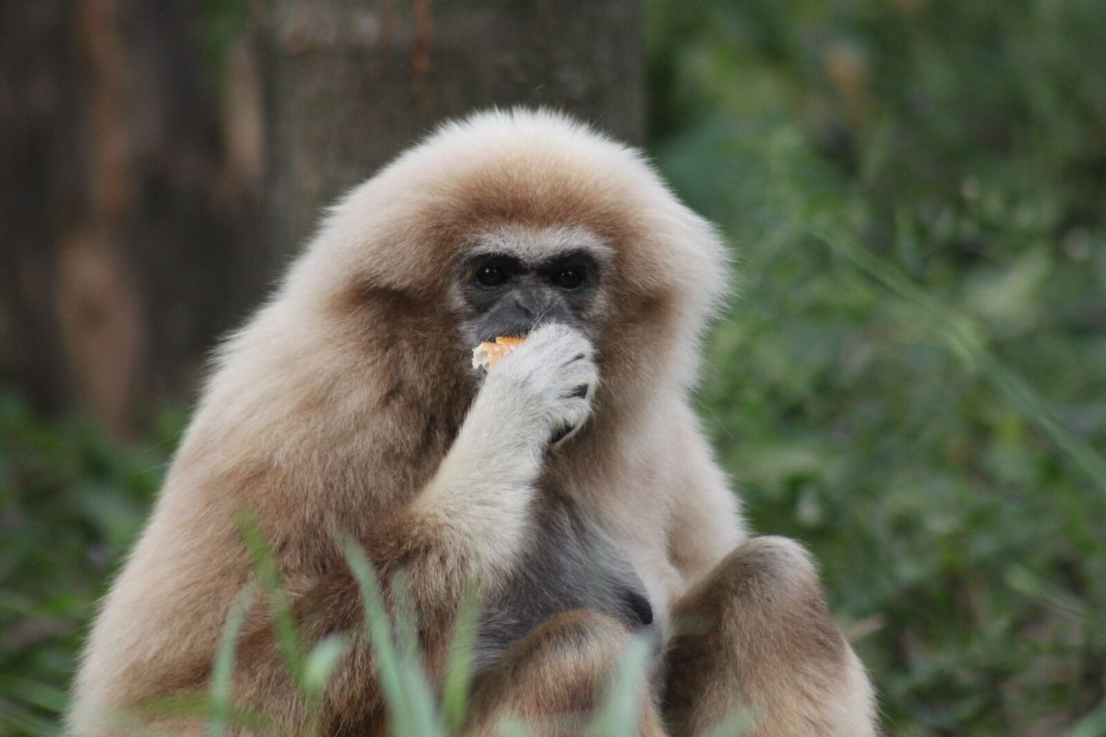 Canon EOS 500D (EOS Rebel T1i / EOS Kiss X3) sample photo. Monkey, primate, mammal photography