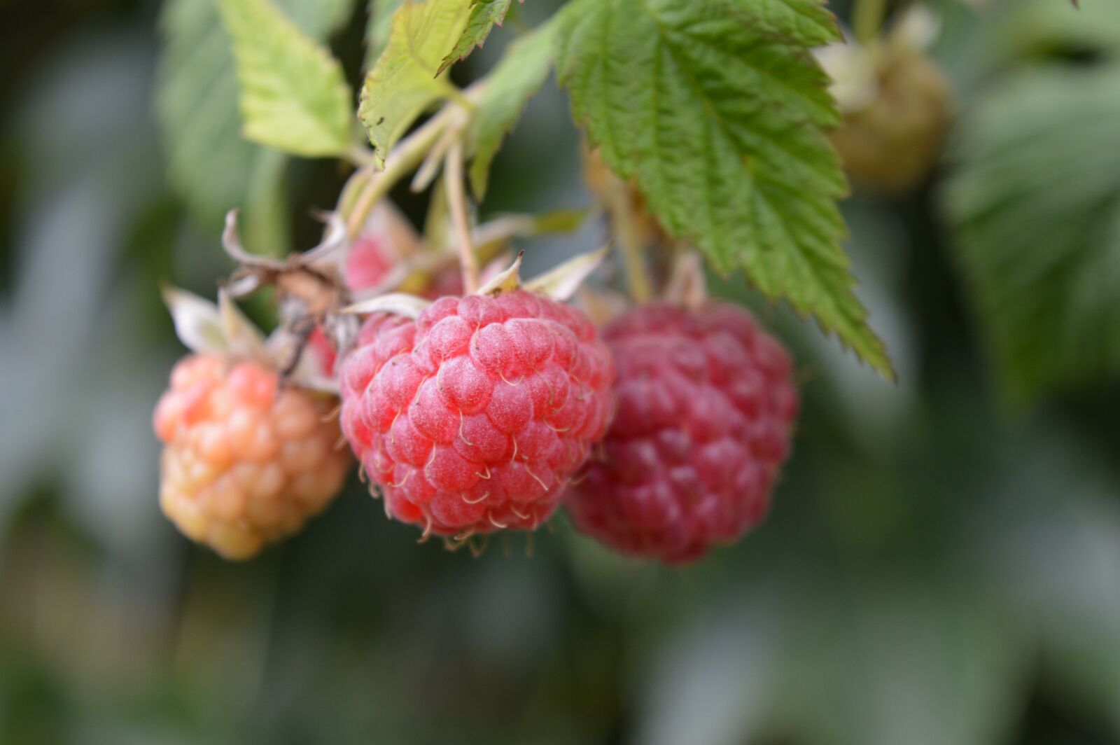 Nikon D3200 sample photo. Raspberries, fruit, unripe fruit photography