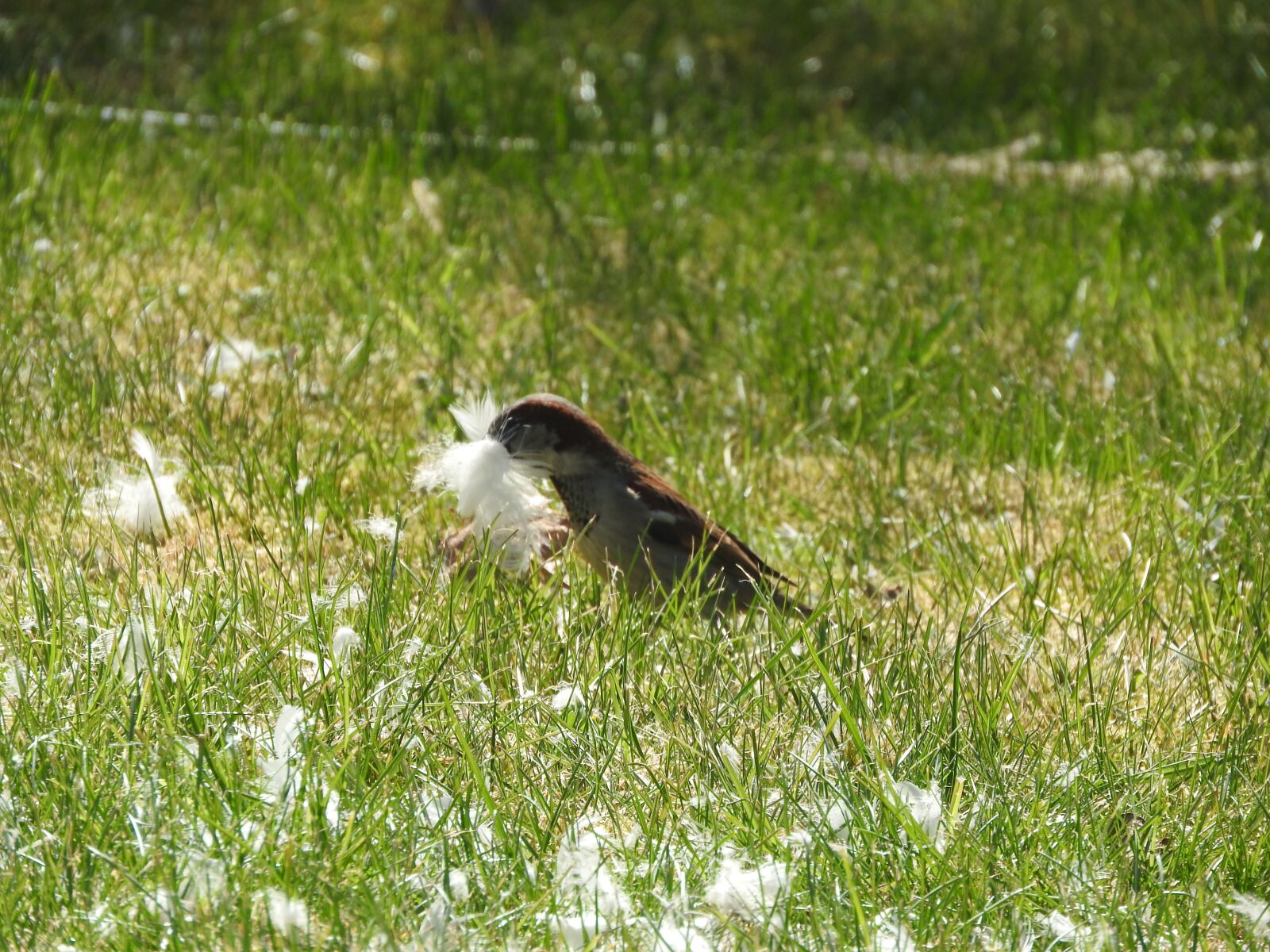 Nikon Coolpix P610 sample photo. Bird, nature, feather photography