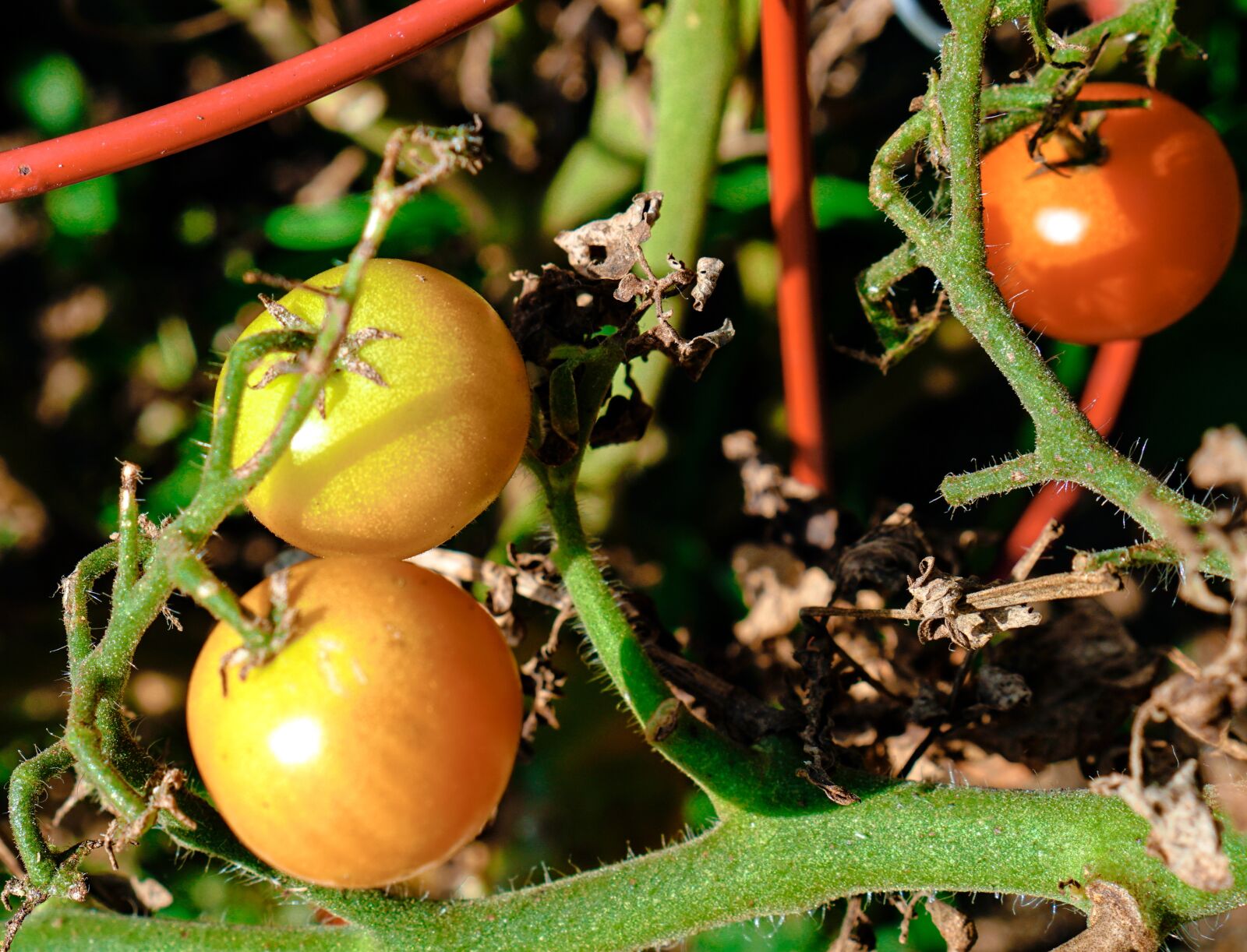 Sony a6300 sample photo. Tomato, tomatoes, orange photography
