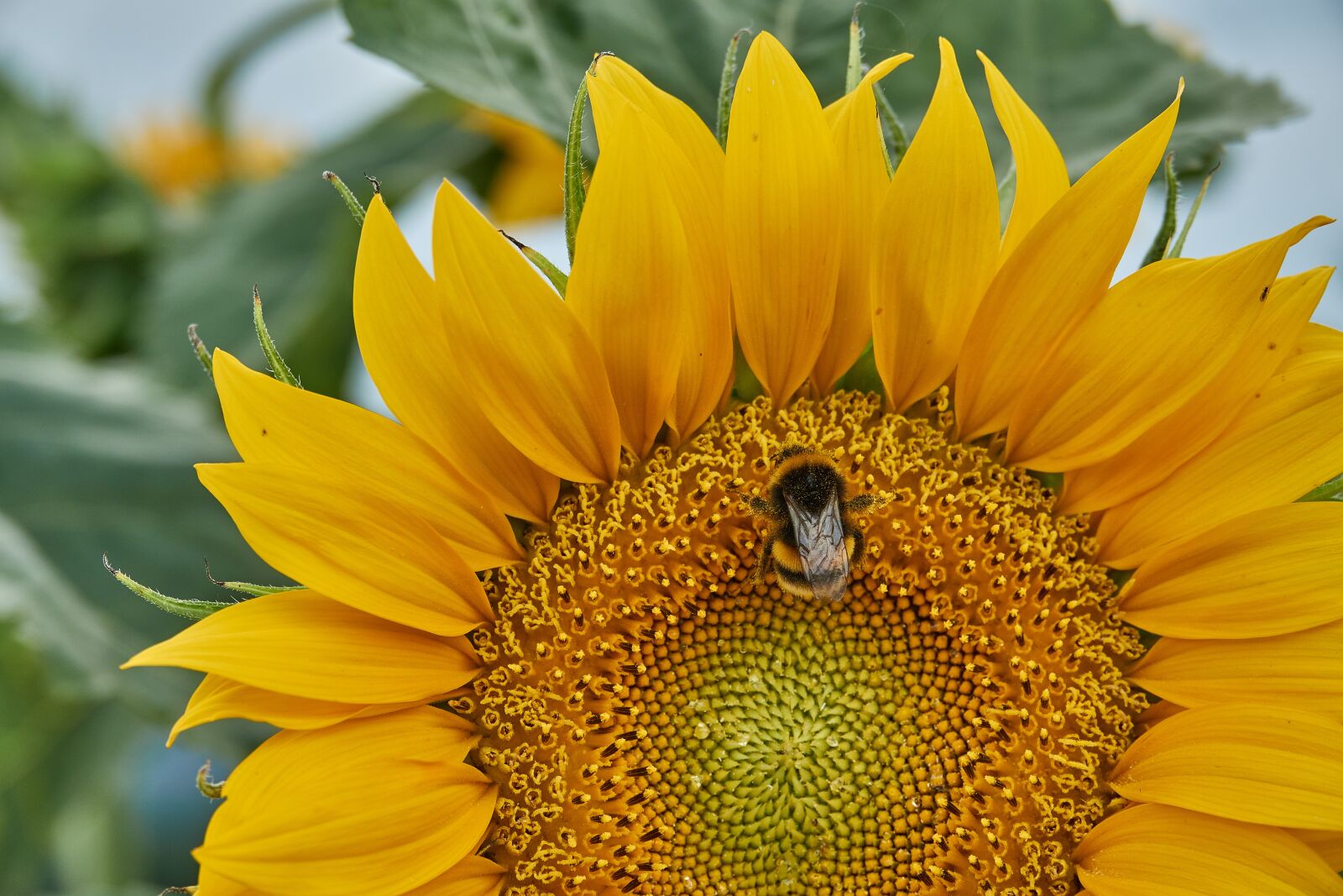 Sony Cyber-shot DSC-RX10 III sample photo. Sunflower, bee, plant photography