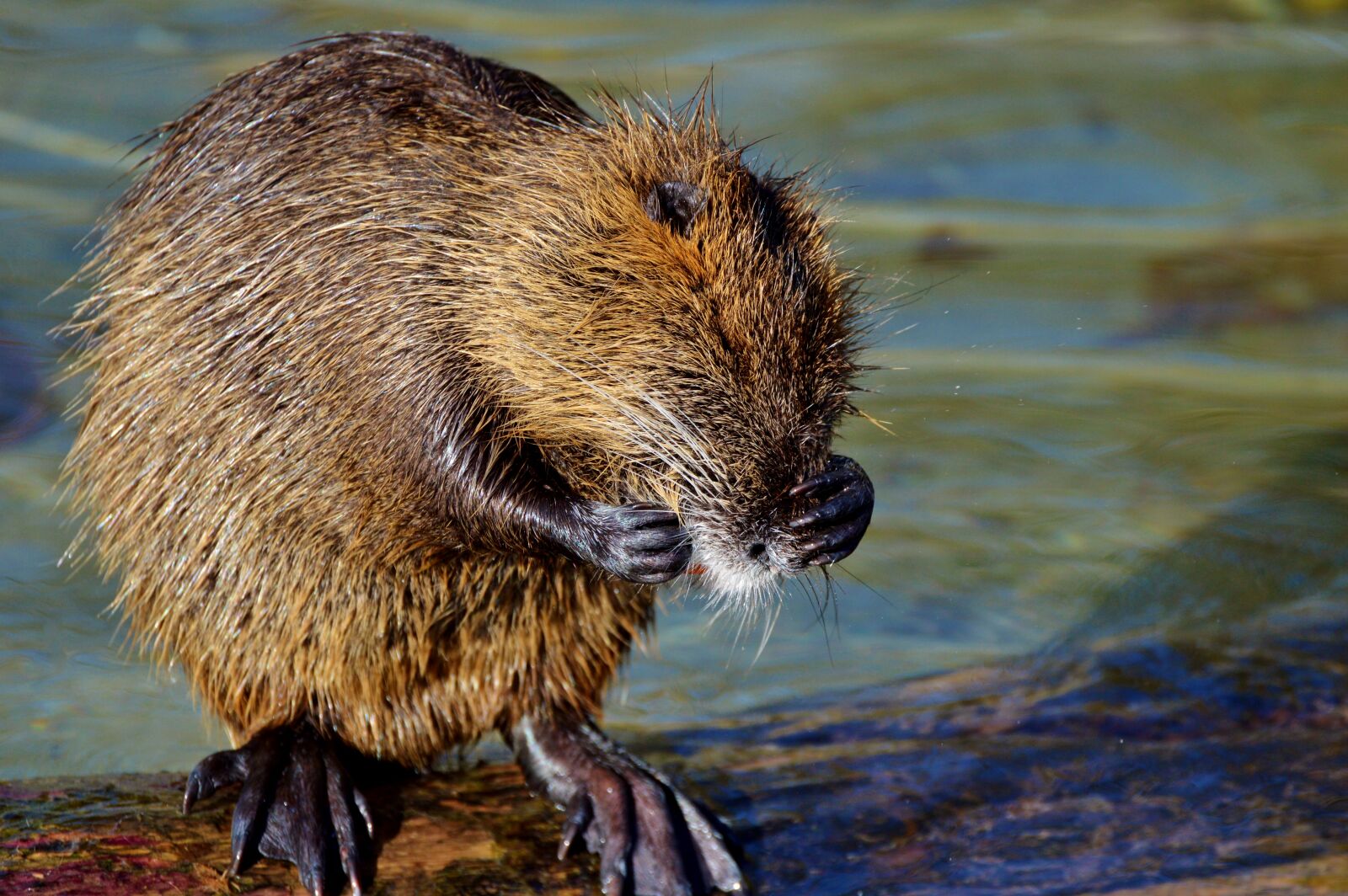 Nikon D3200 sample photo. Nutria, rodent, water rat photography