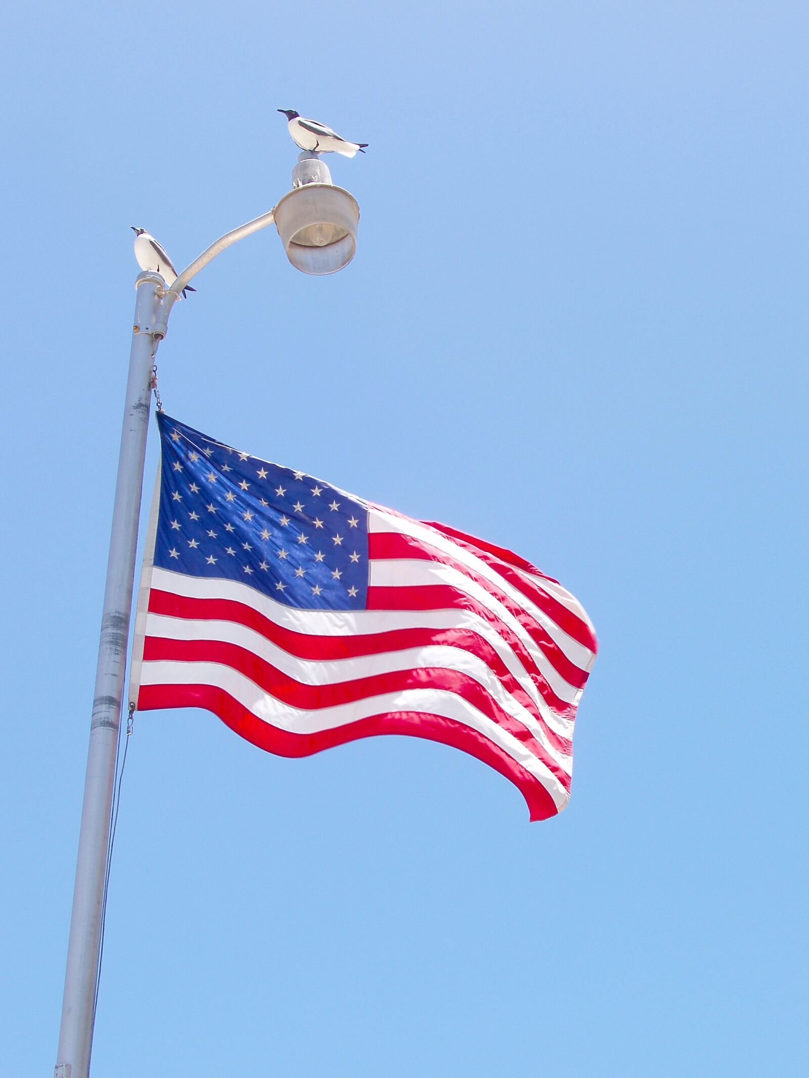 Olympus X-3,C-60Z sample photo. Usa, flag, american photography