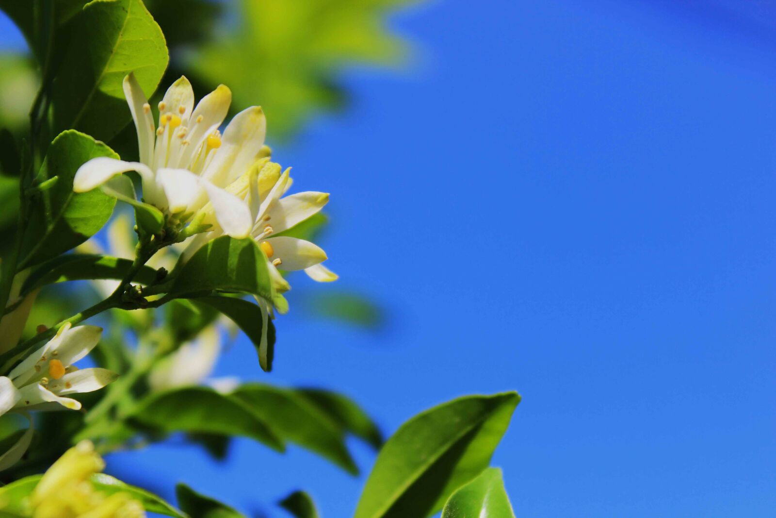 Canon EOS 600D (Rebel EOS T3i / EOS Kiss X5) sample photo. Glass, flowers, sky photography
