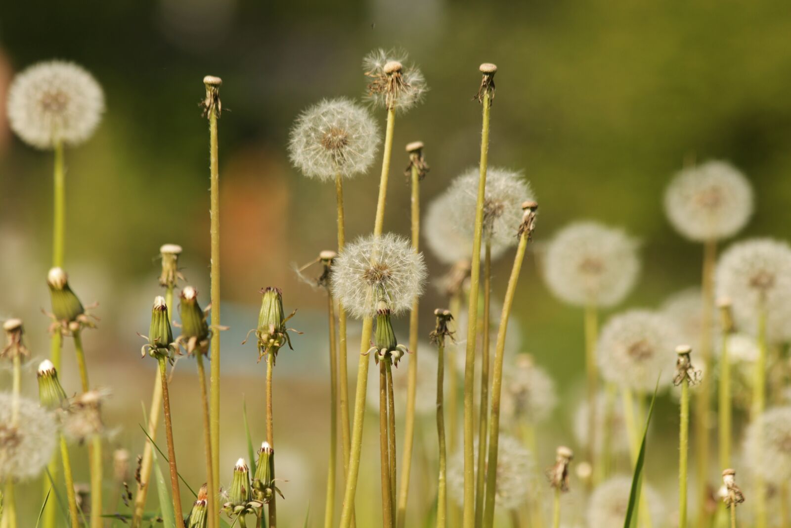 Canon EOS 650D (EOS Rebel T4i / EOS Kiss X6i) sample photo. Dandelions, furry, fluffy dandelions photography