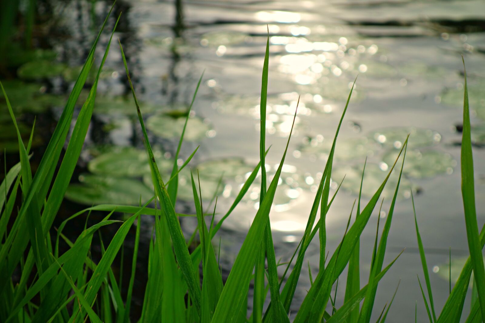 Sony Cyber-shot DSC-RX100 sample photo. River, riverbank, rushes photography