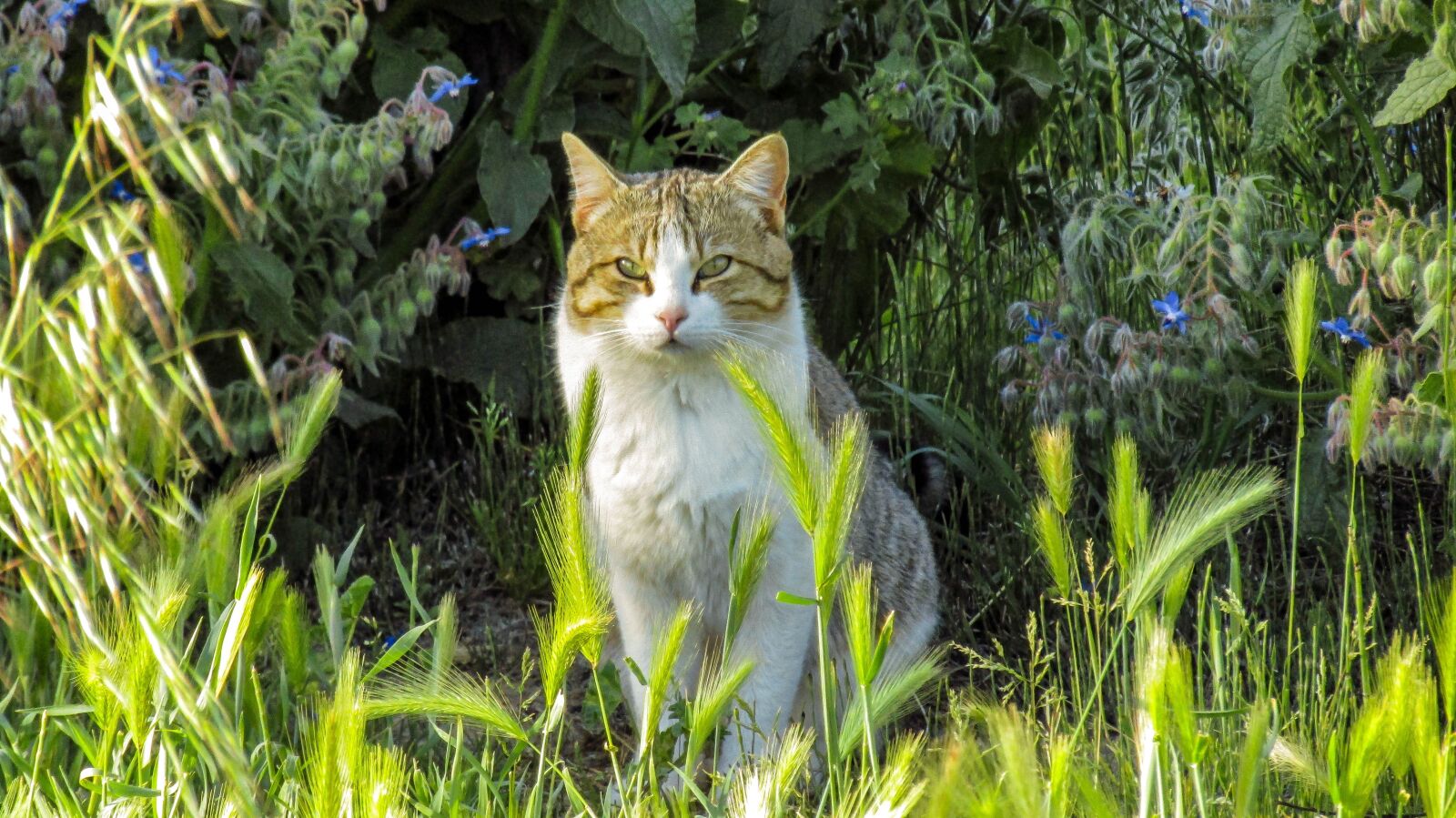 Canon PowerShot SX410 IS sample photo. Cat, pet, pussycat photography
