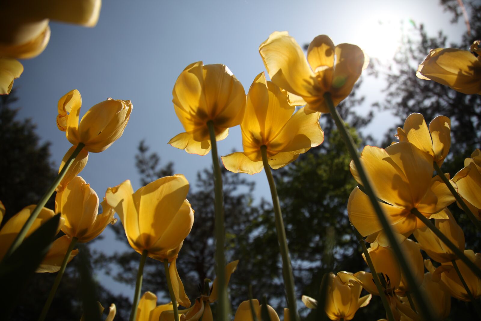Canon EOS 5D Mark II sample photo. Tulip, flowers, plants photography