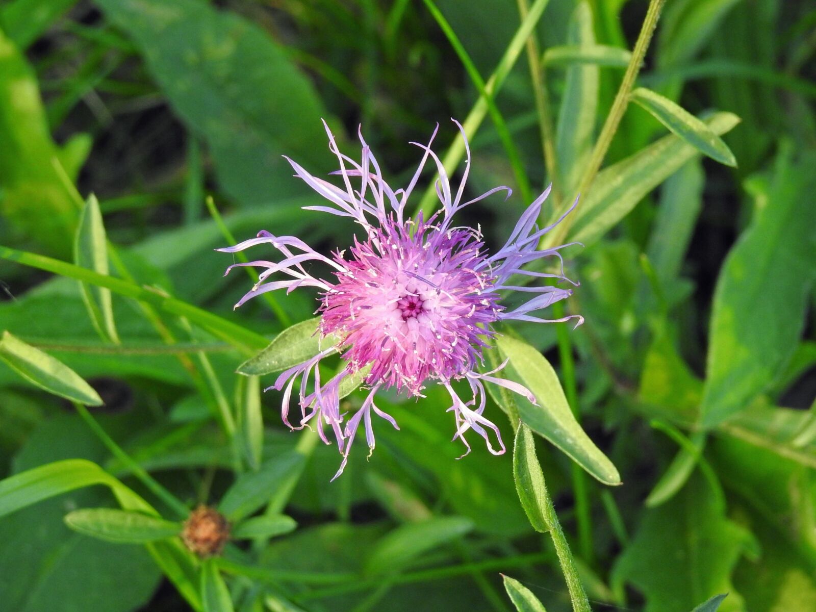 Nikon Coolpix P900 sample photo. Flower, violet, purple flower photography