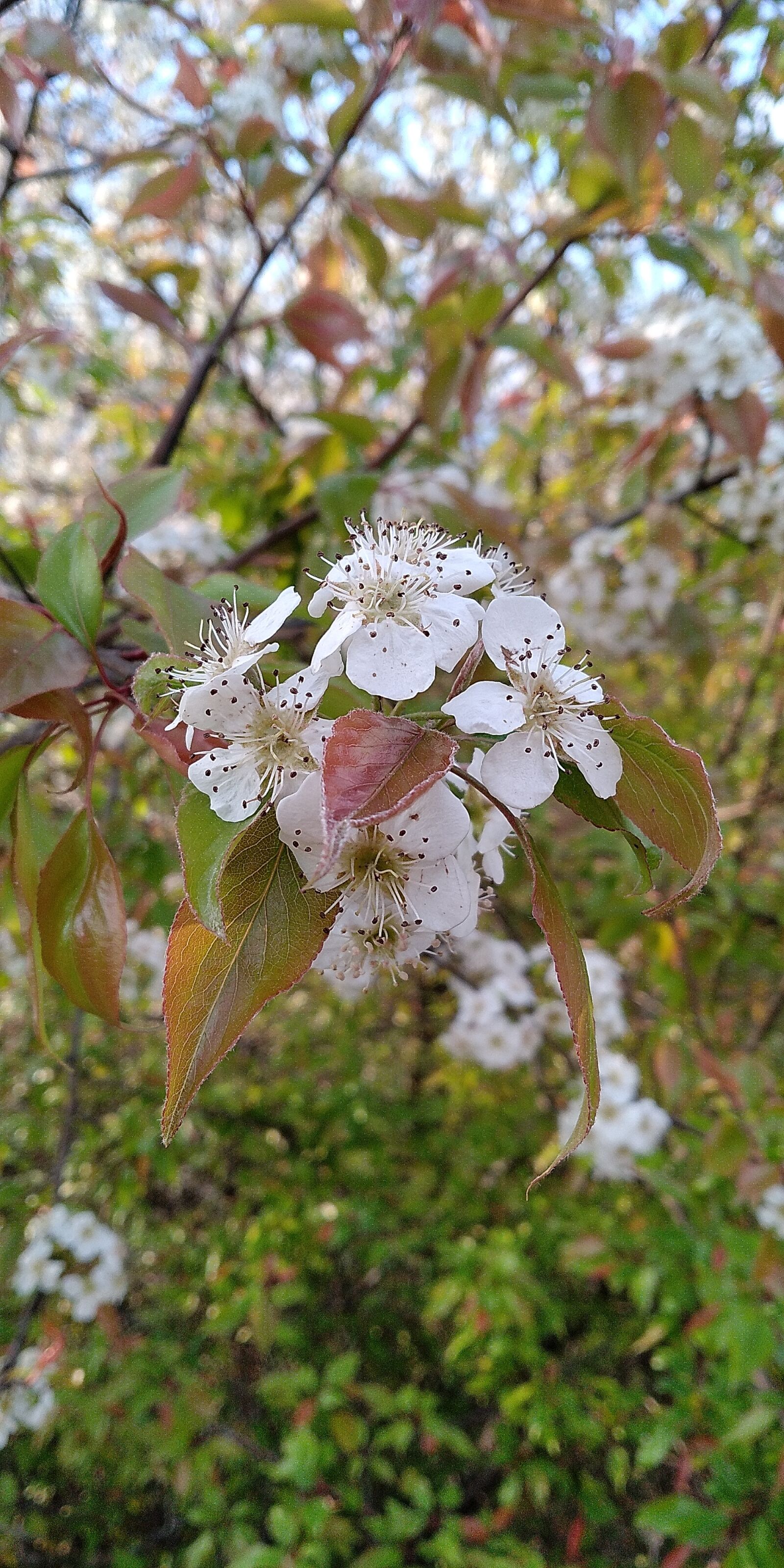 Xiaomi Redmi Note 5 sample photo. Flower, nature, wild photography