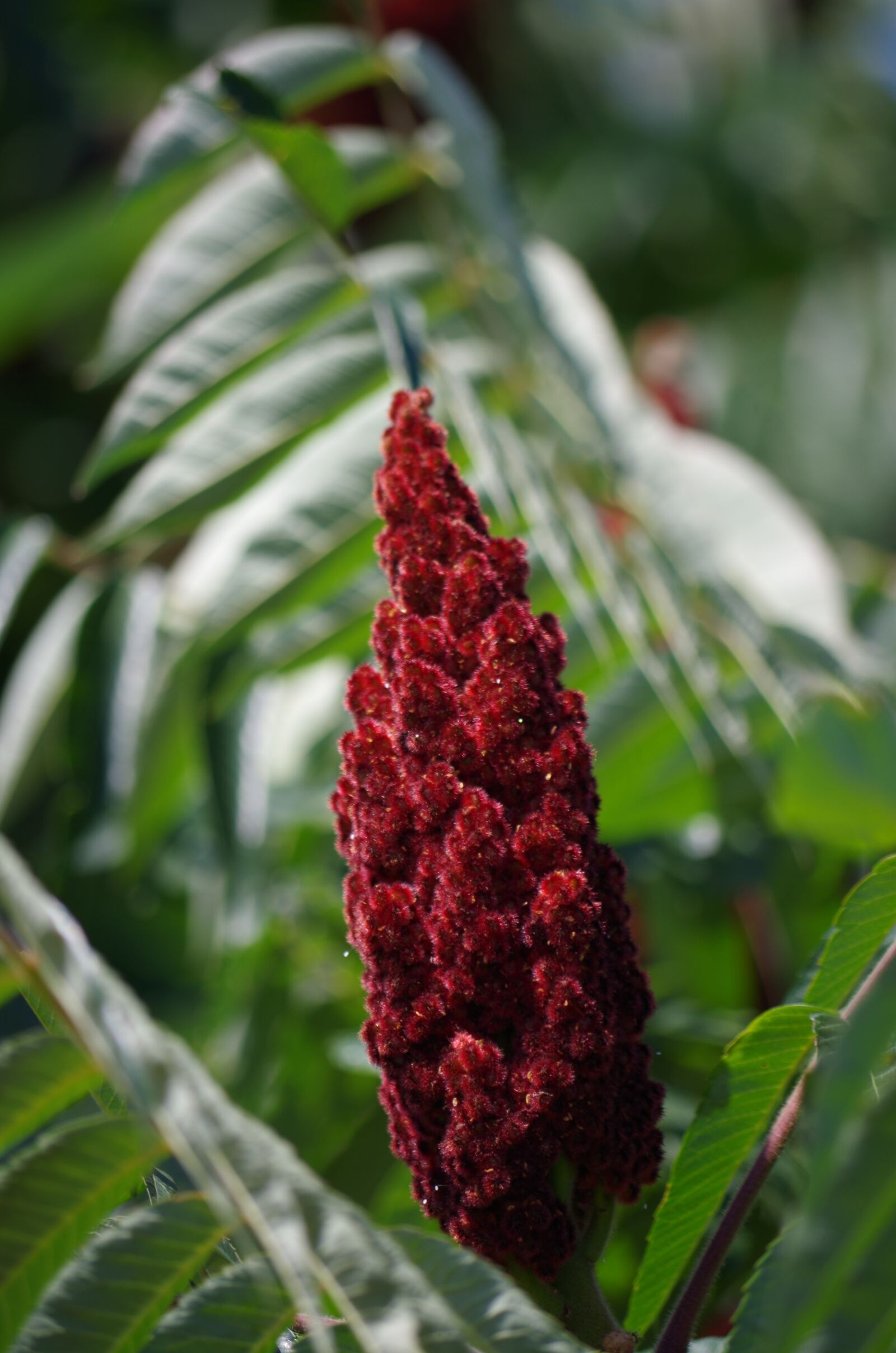 Pentax K-500 sample photo. Sumac lever, pepper, tree photography