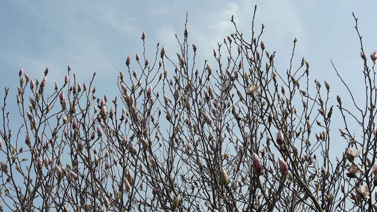 Samsung Galaxy A5(2016) sample photo. Nature, season, the dome photography