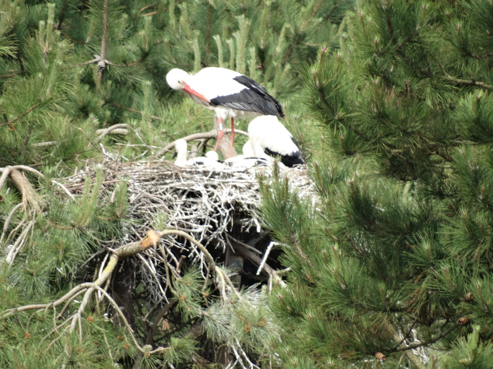 Sony Cyber-shot DSC-HX300 sample photo. Stork, nest, animal photography
