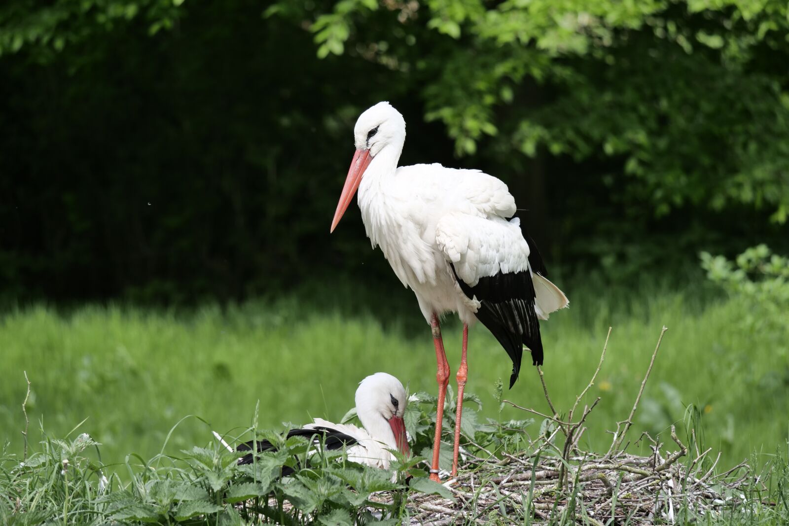 Panasonic Lumix DC-G9 sample photo. White storks, nature, bird photography