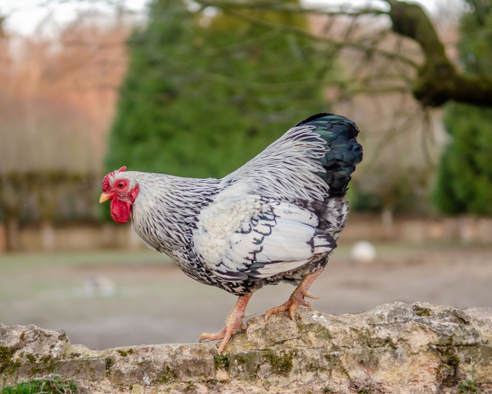 Nikon D7000 sample photo. Hen, pen, red photography