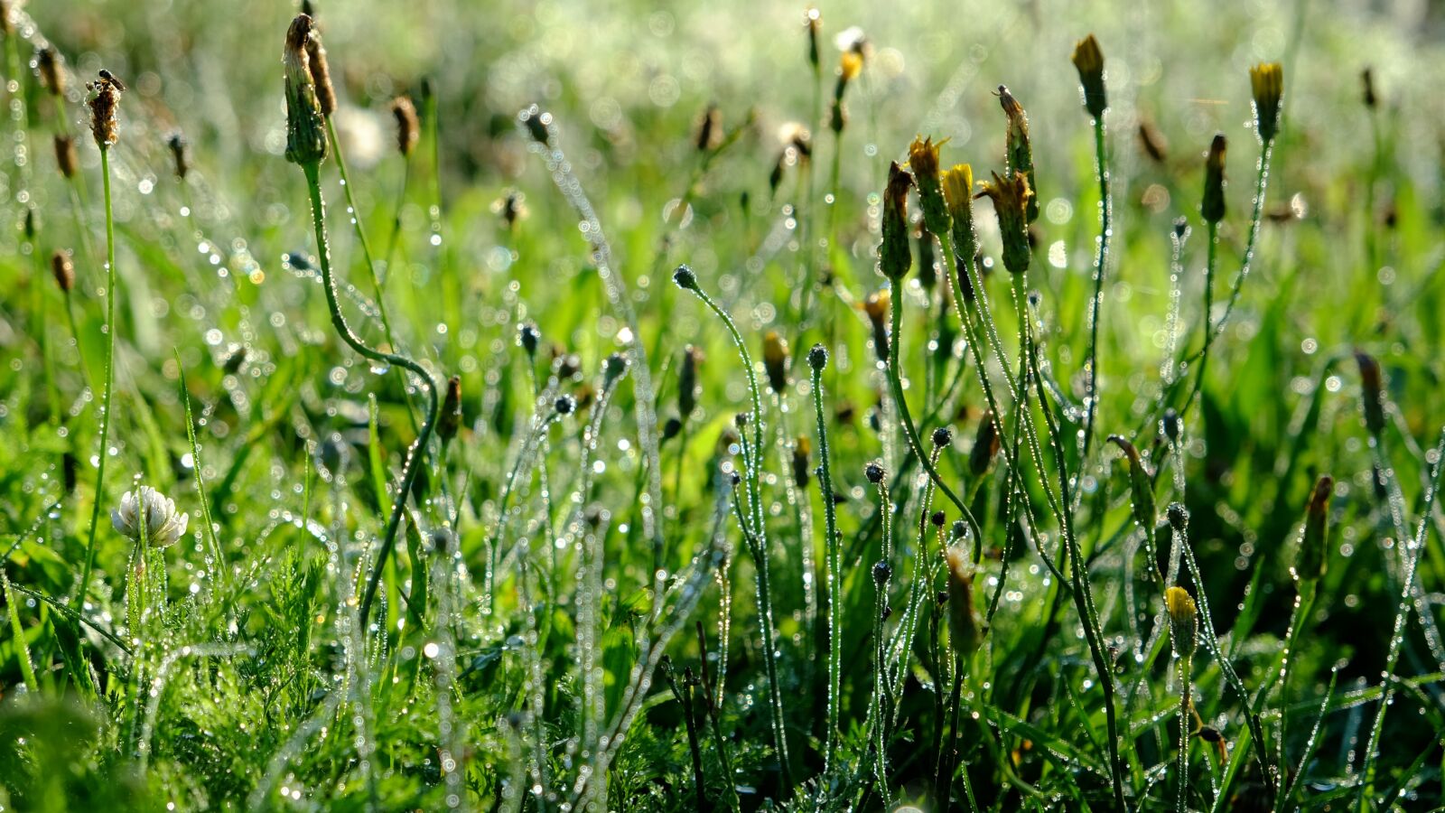 Fujifilm X-E2S sample photo. Grass, close up, plant photography