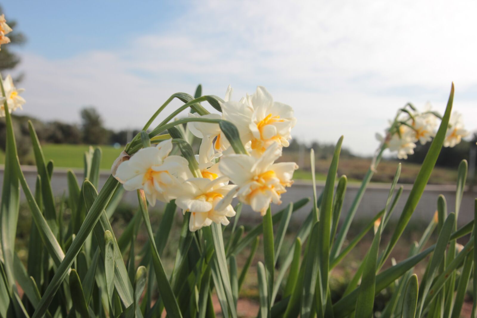 Canon EOS 550D (EOS Rebel T2i / EOS Kiss X4) sample photo. Daffodil, plant, spring photography