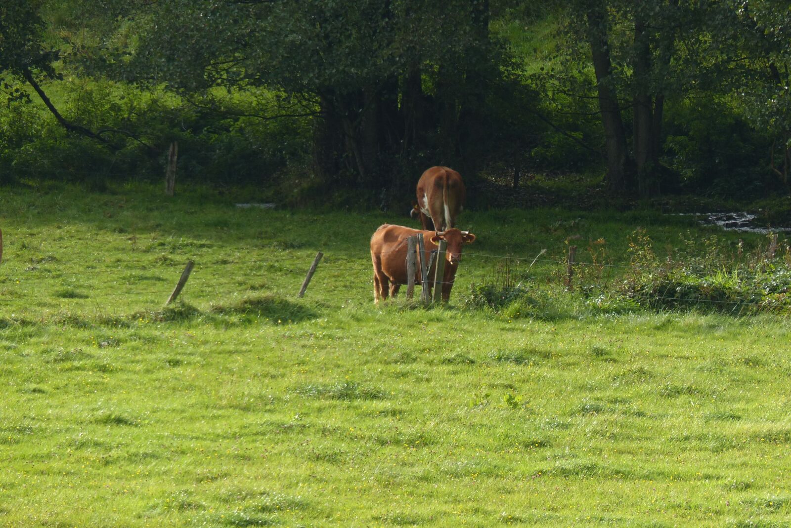 Panasonic Lumix DMC-FZ200 sample photo. Cows, cattle, rural photography