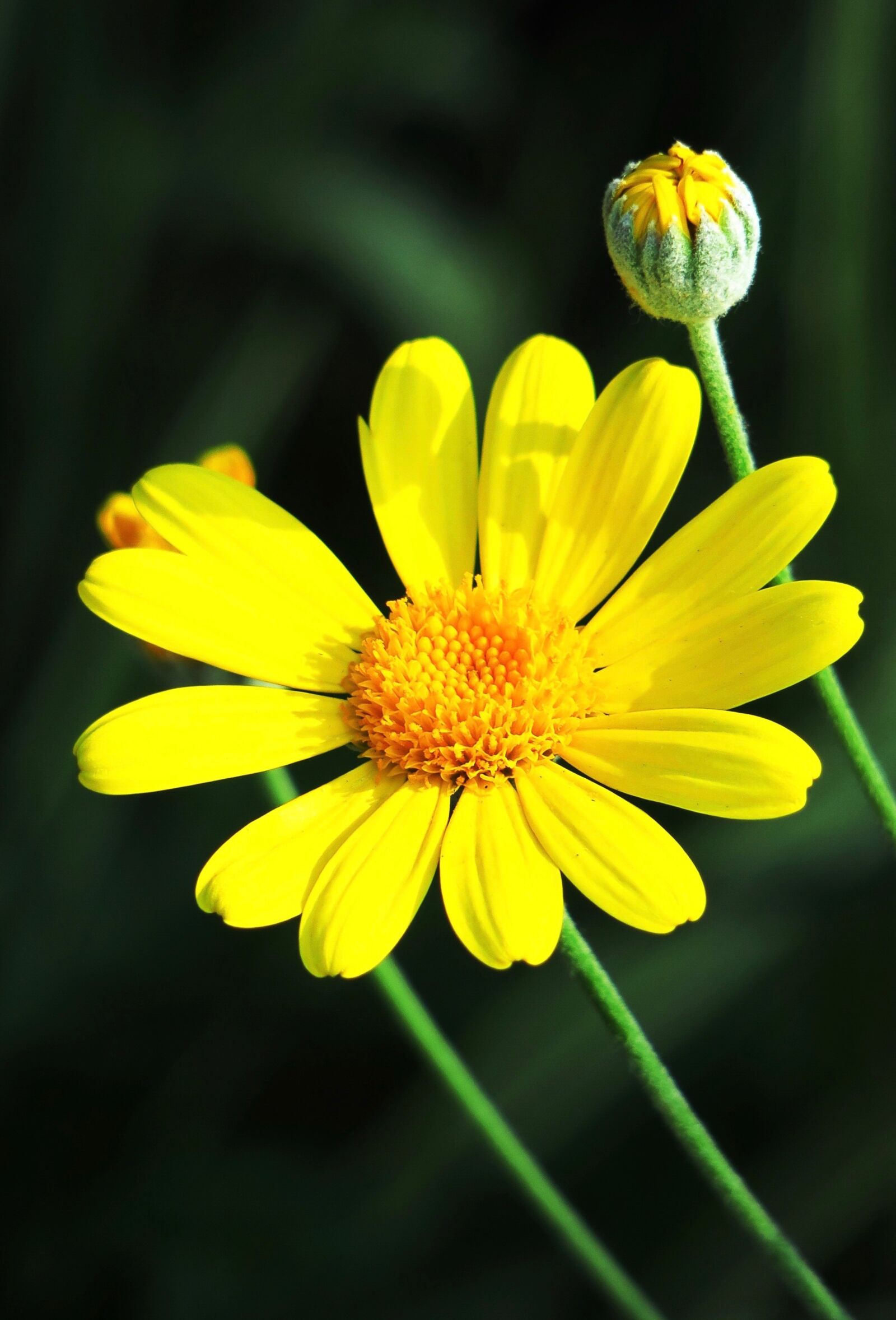 Canon PowerShot G3 X sample photo. Nature, plant, summer photography