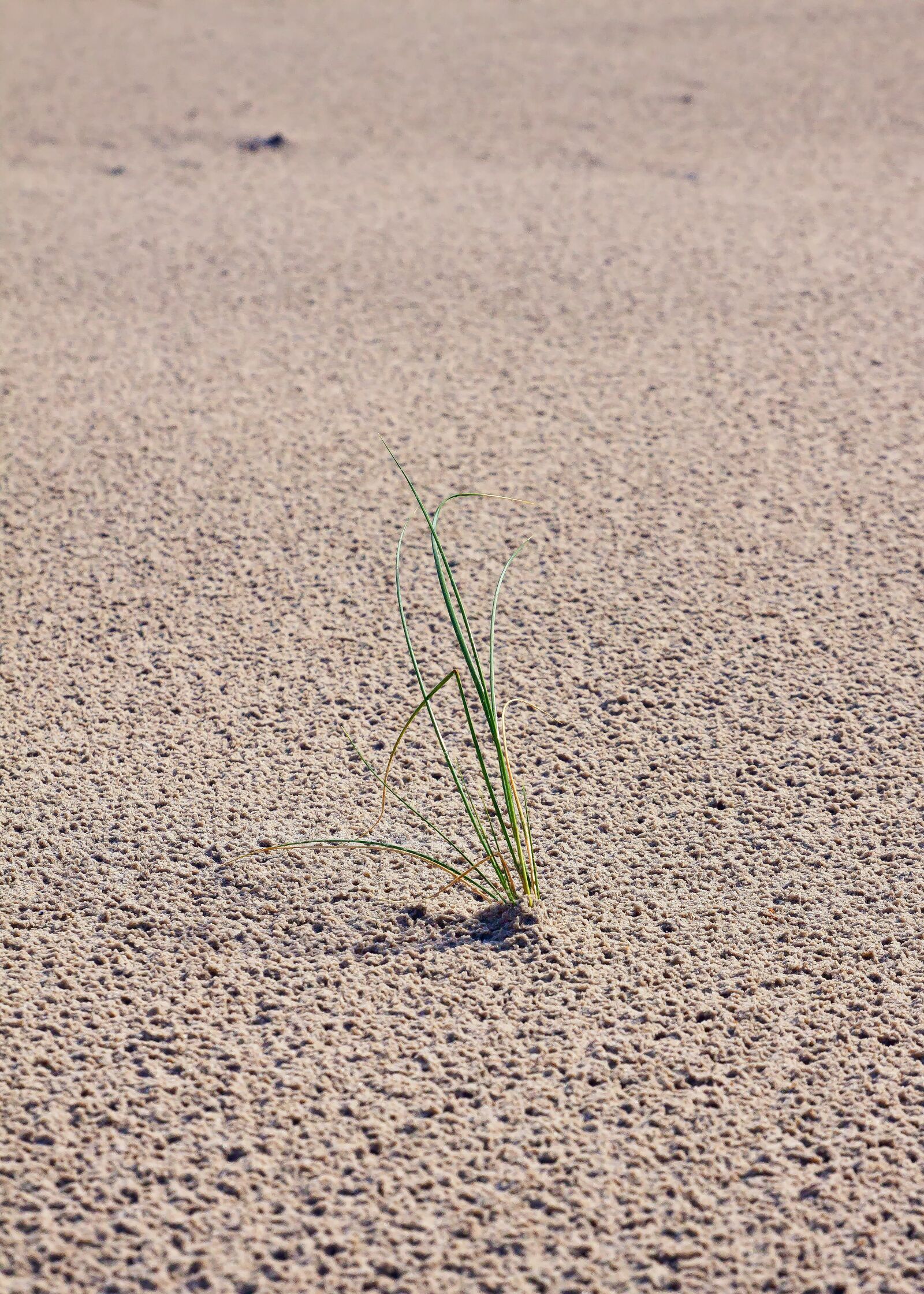 Canon EOS 50D sample photo. Sand, grass, dunes photography