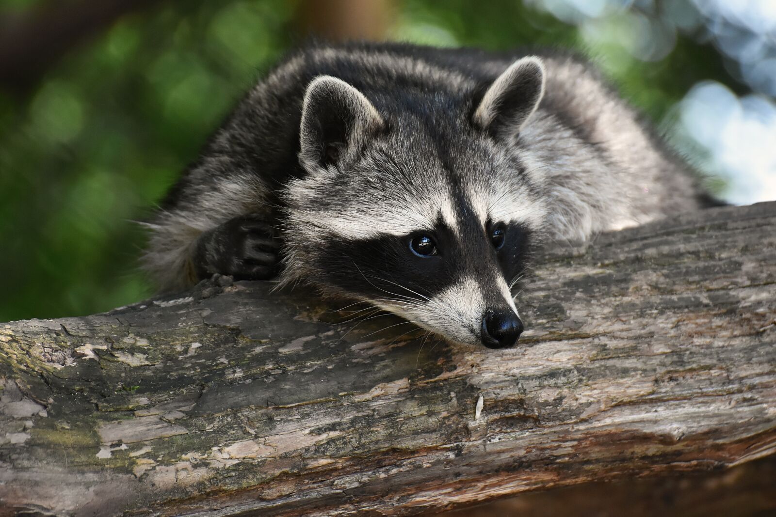 Nikon D7200 sample photo. Raccoon, wild animal, furry photography