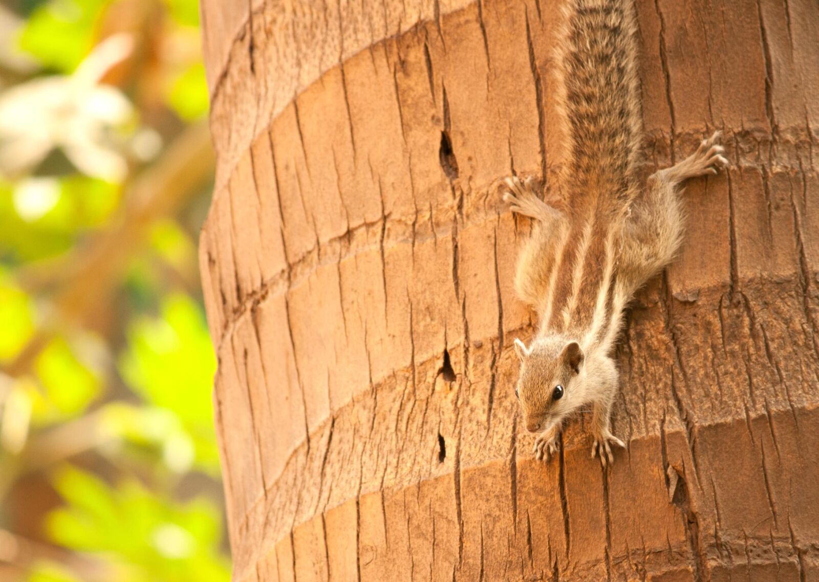 Canon EOS 1000D (EOS Digital Rebel XS / EOS Kiss F) sample photo. Squirrel, animal, tree photography
