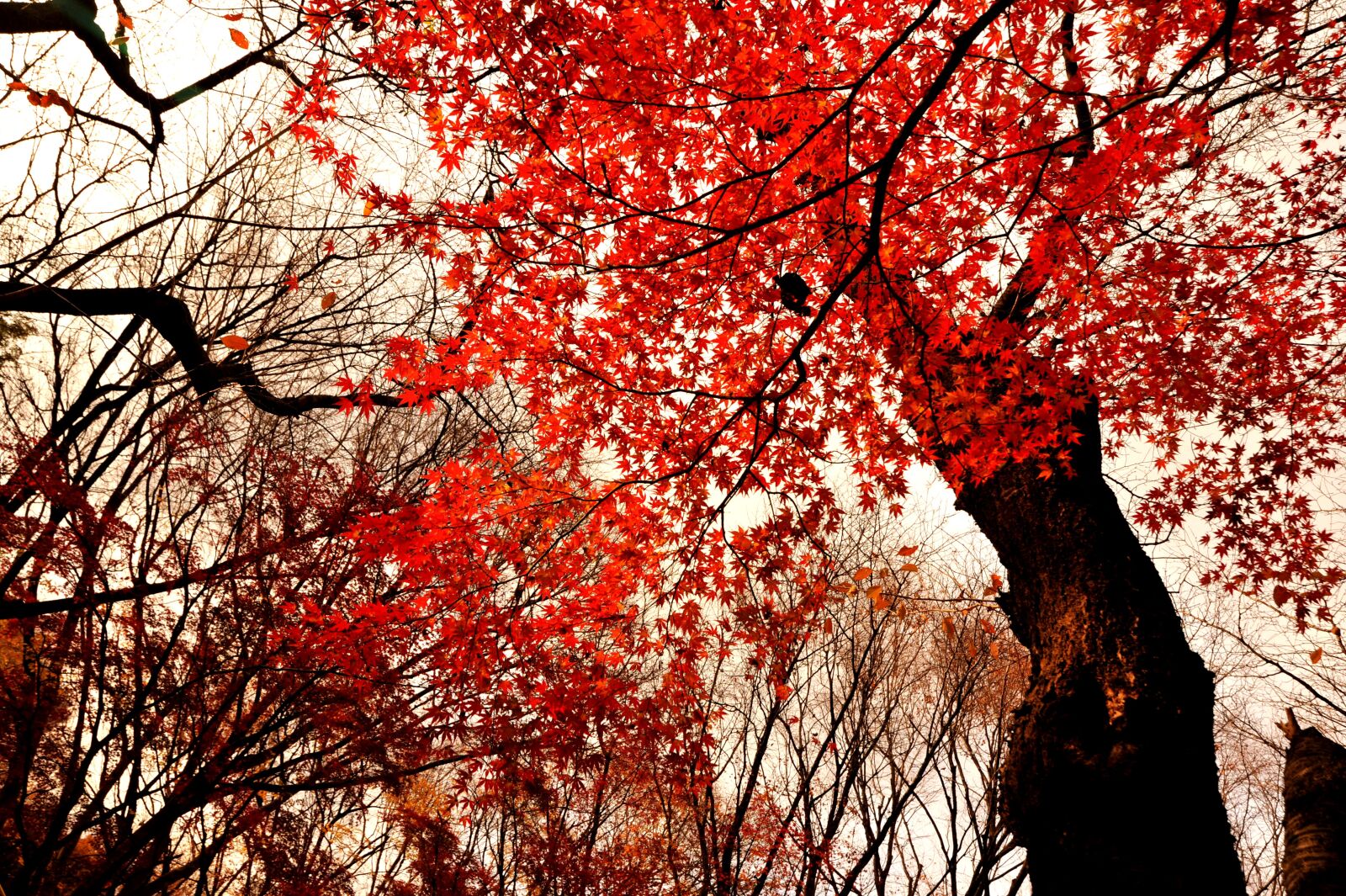 Nikon D700 sample photo. Autumnal leaves, park, evening photography