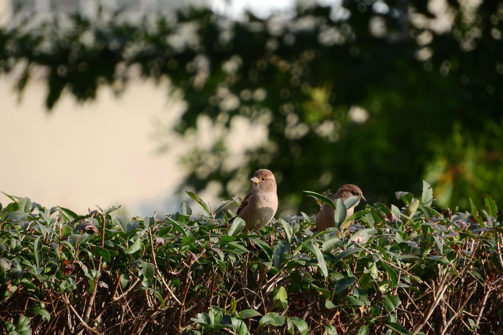 Nikon Coolpix P610 sample photo. Sparrow, mláďě, house sparrow photography