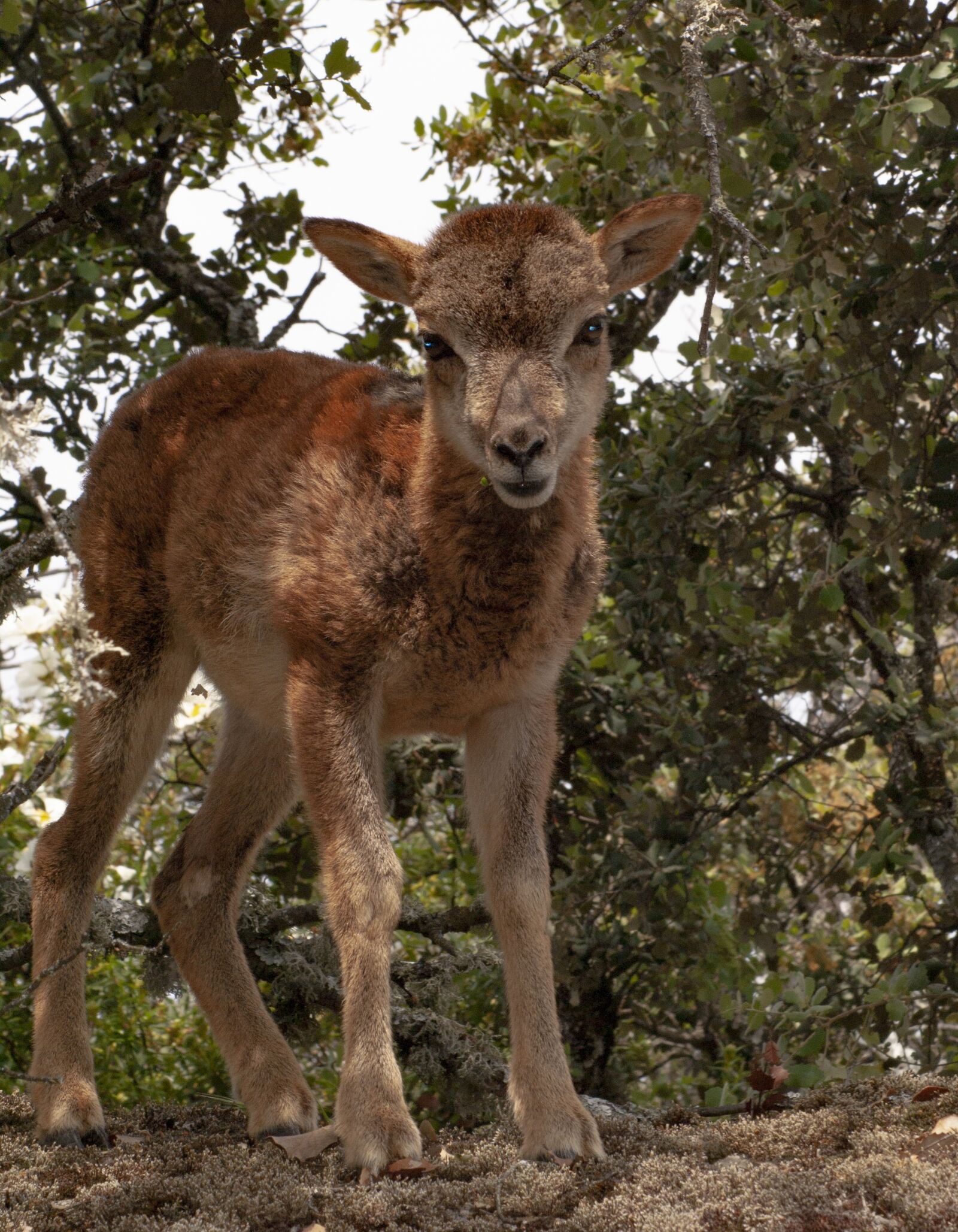 Sony Alpha DSLR-A100 sample photo. Mouflon, nature, animals photography