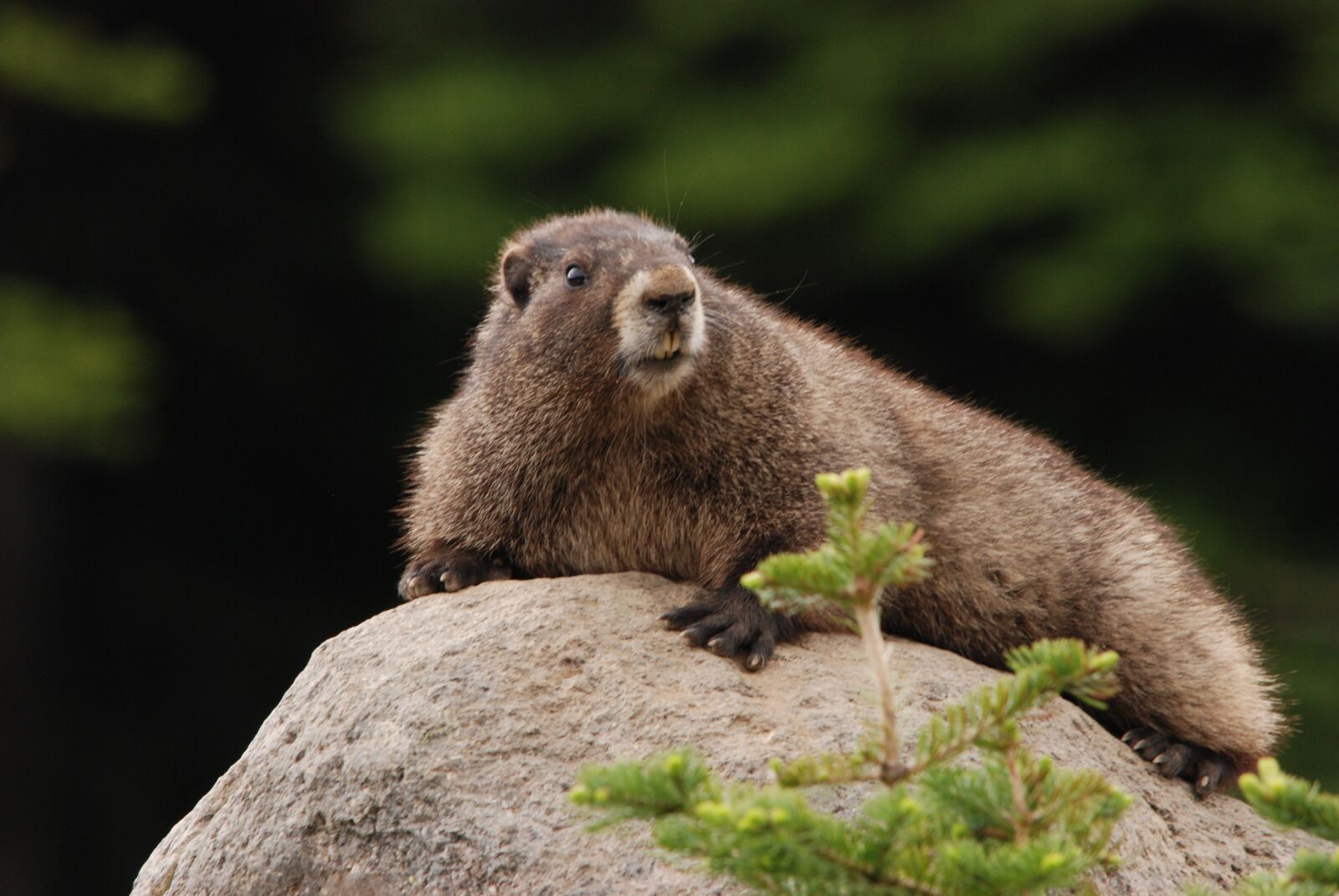 Nikon D80 sample photo. Marmot, hoary marmot, rock photography