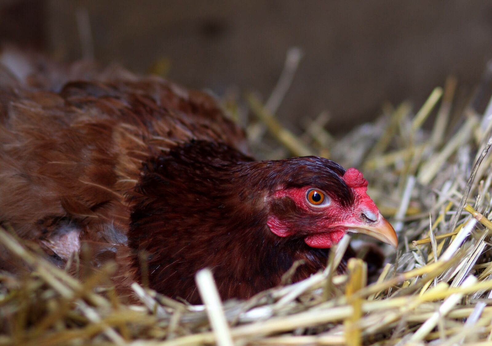Canon EOS 700D (EOS Rebel T5i / EOS Kiss X7i) + Canon EF 85mm F1.8 USM sample photo. Gaina, hen, nest photography