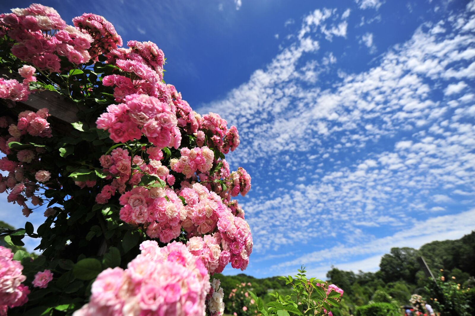 Nikon D700 sample photo. Rose, sky, cool photography
