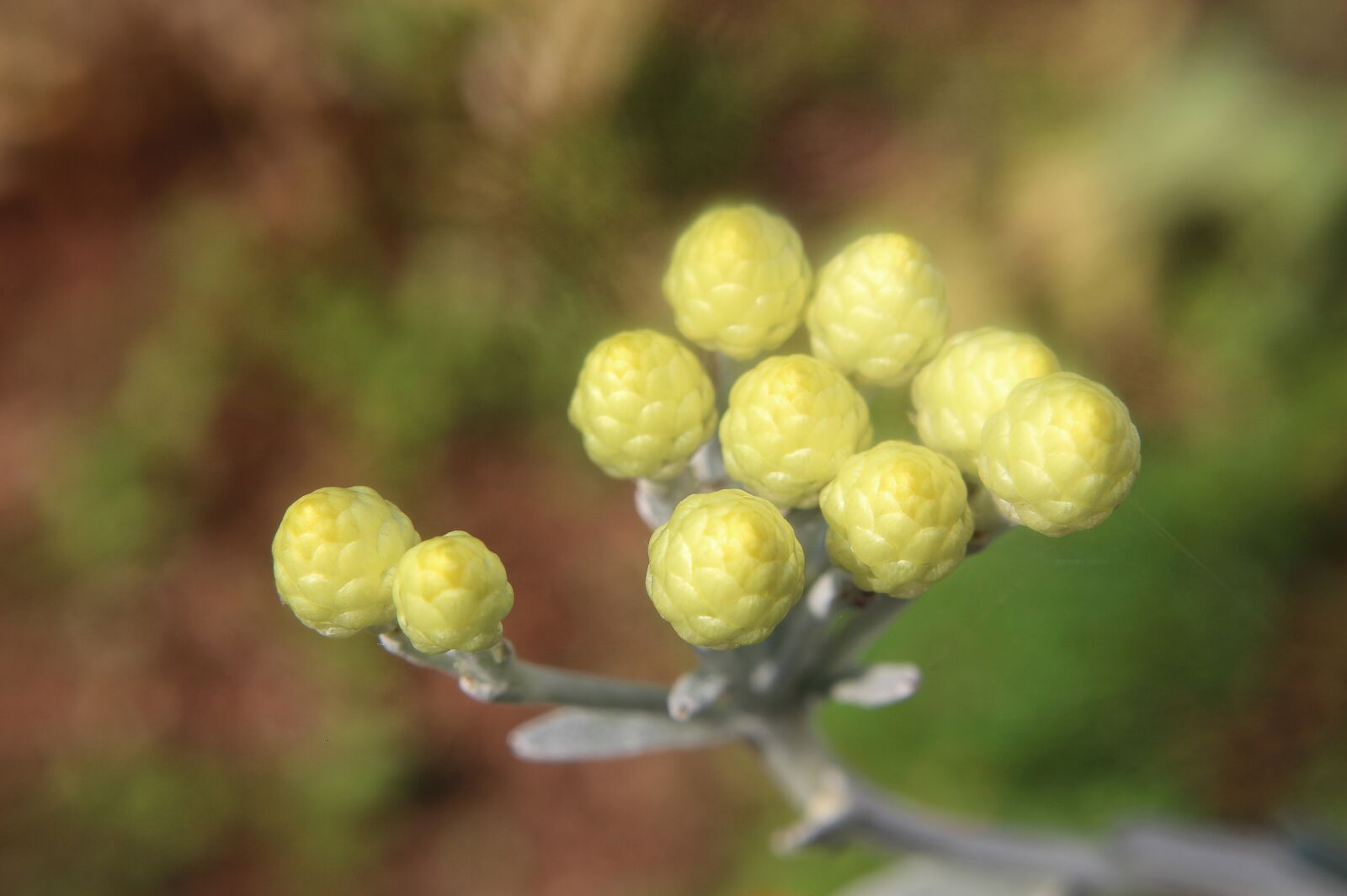 Canon EOS 700D (EOS Rebel T5i / EOS Kiss X7i) sample photo. Yellow flowers, flowers, nature photography