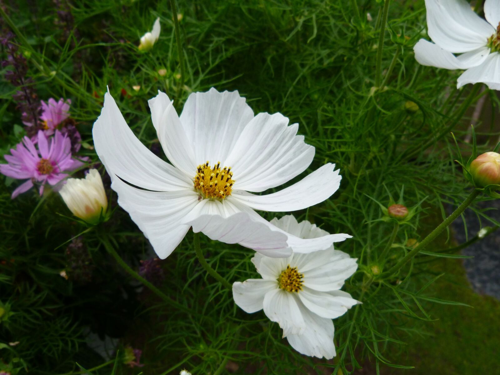 Panasonic Lumix DMC-FZ40 (Lumix DMC-FZ45) sample photo. Daisy, flower, bloom photography