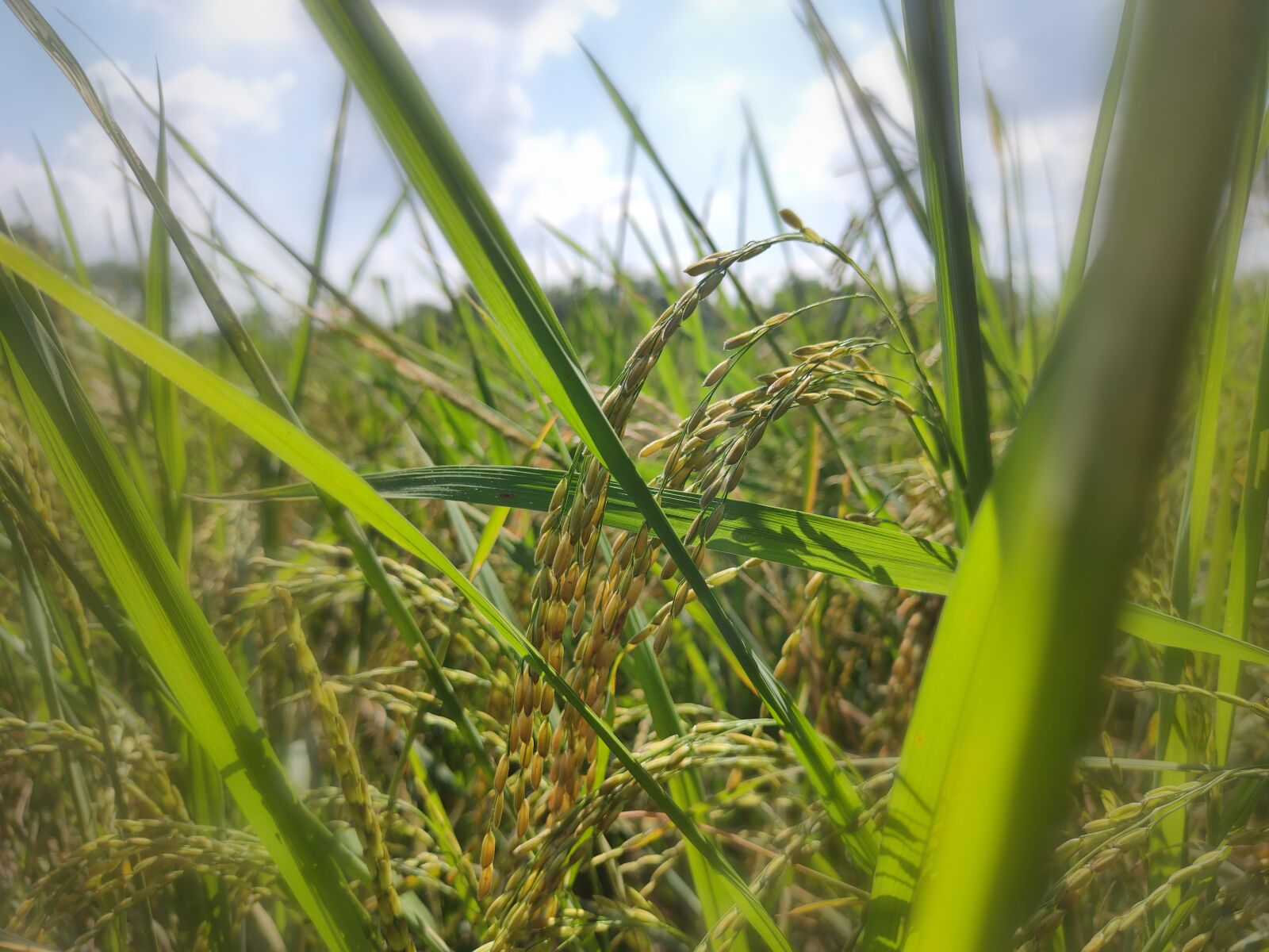 Realme XT sample photo