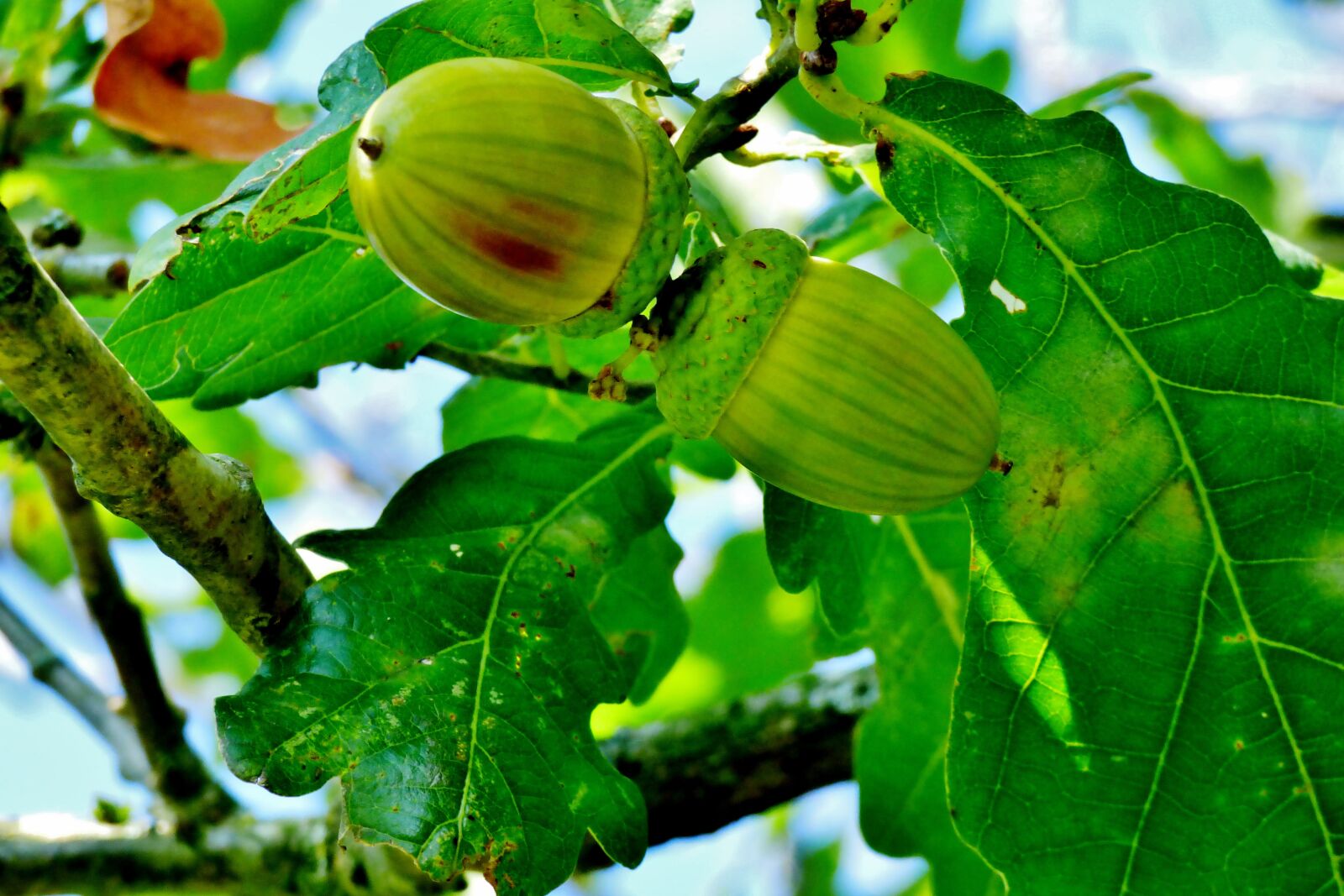 Panasonic DMC-FZ72 sample photo. Acorns, oak, autumn photography