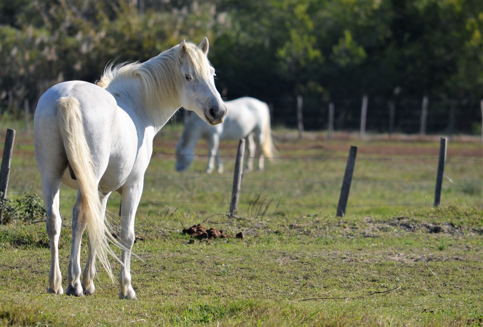 Nikon D5100 sample photo. Camargue, white horses, animals photography