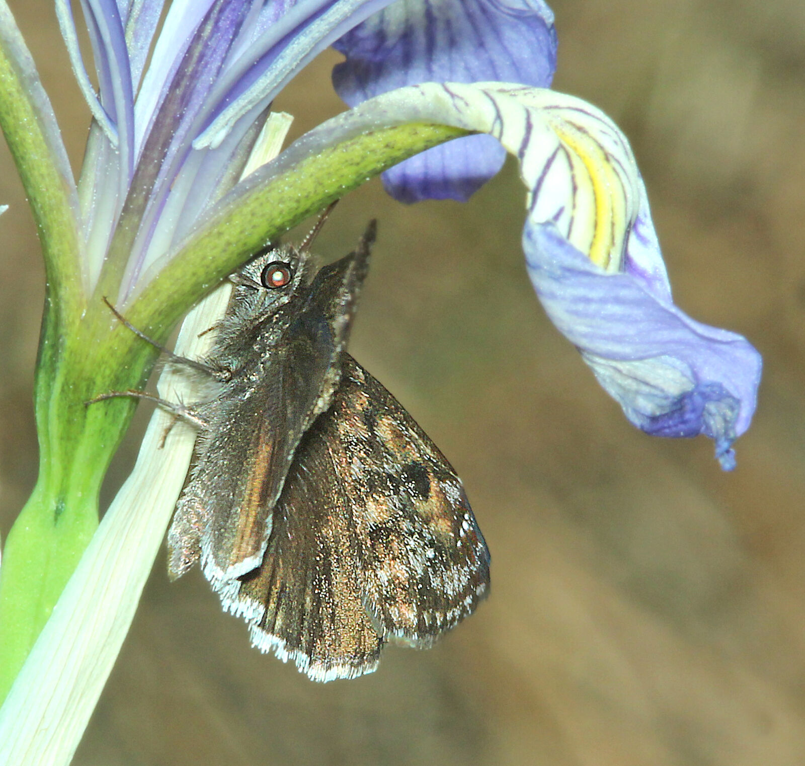 Canon EF 300mm F4L IS USM sample photo
