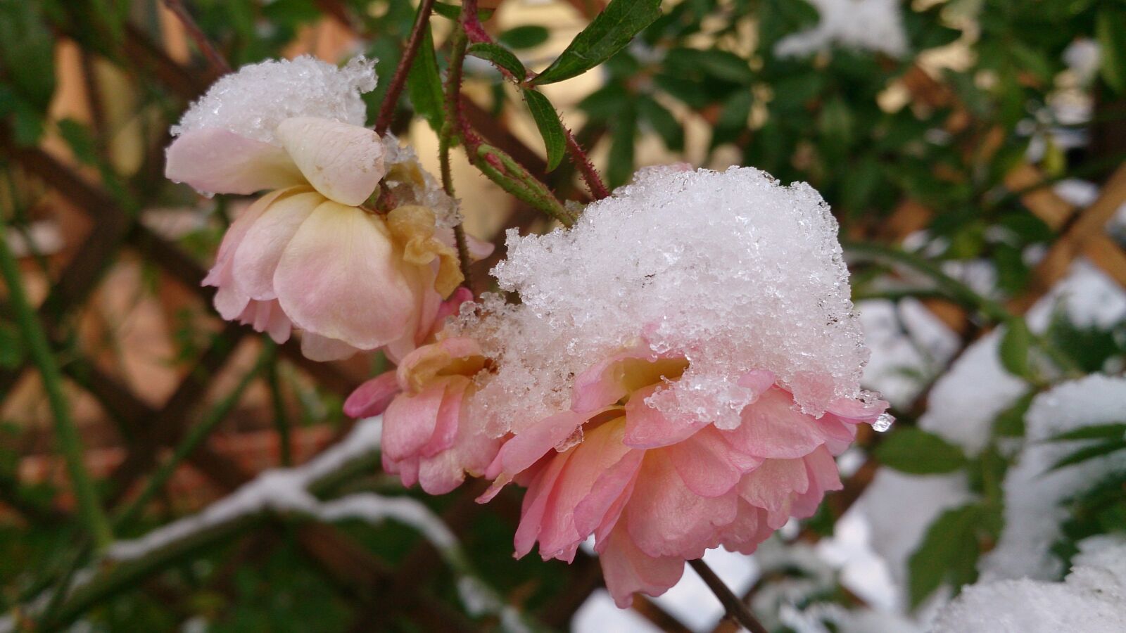 Sony Xperia Z sample photo. Winter, rose, snow photography