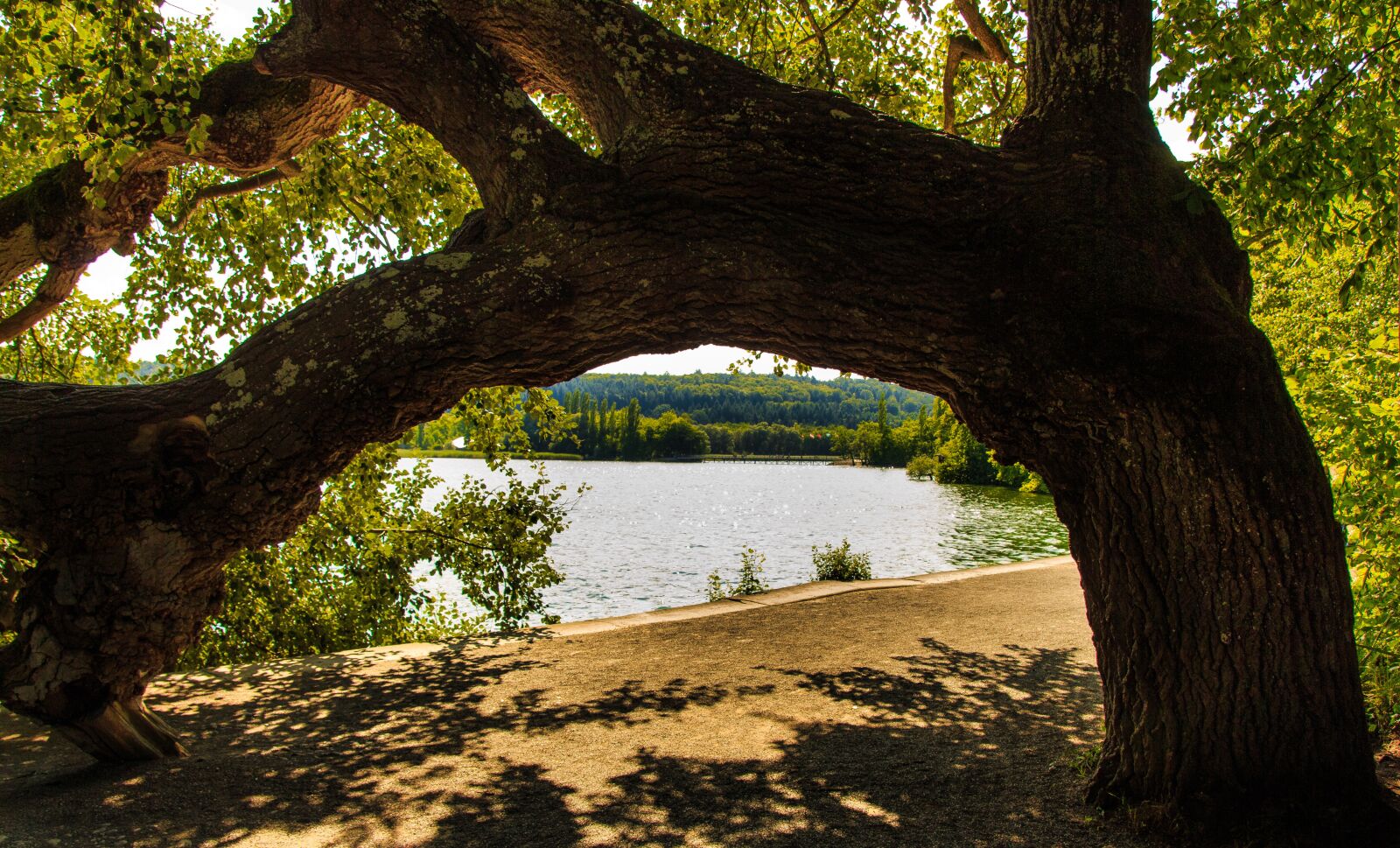 Canon EOS 650D (EOS Rebel T4i / EOS Kiss X6i) sample photo. Mainau island, tree stump photography
