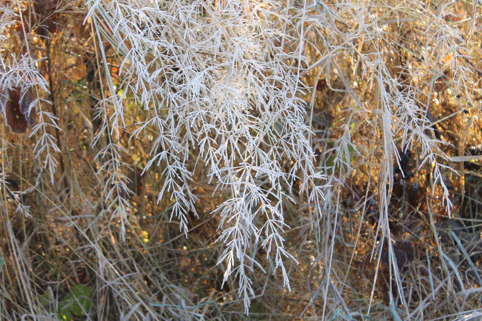 Canon EOS 1100D (EOS Rebel T3 / EOS Kiss X50) sample photo. Ice, frost, winter photography