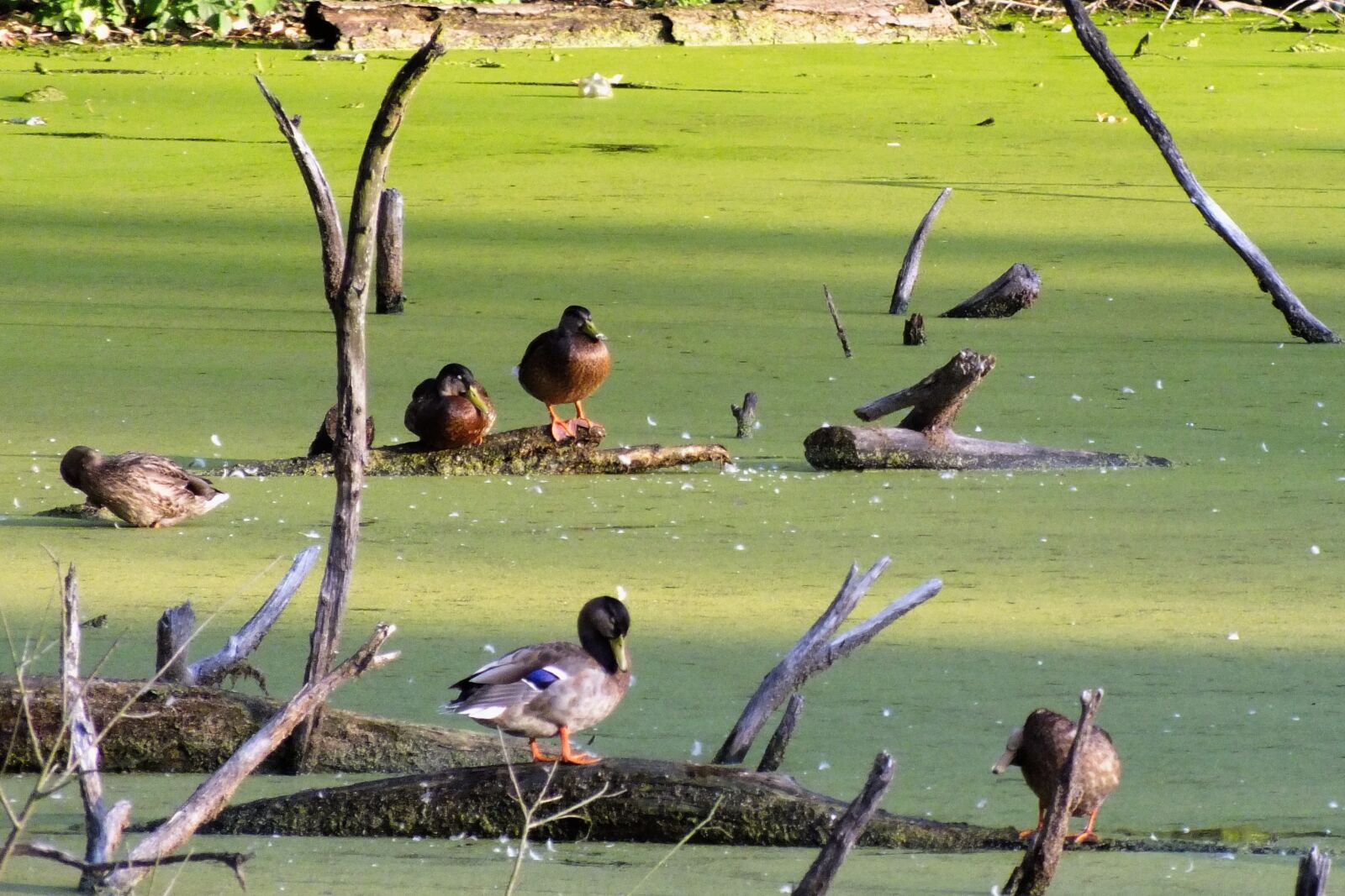 FujiFilm FinePix HS20 EXR (FinePix HS22 EXR) sample photo. Duck, pond, bird photography