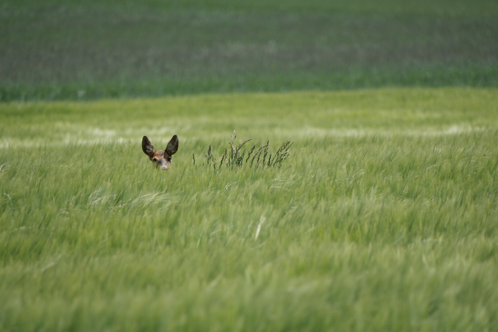 Panasonic Lumix DC-G9 sample photo. Roe deer, cornfield, nature photography