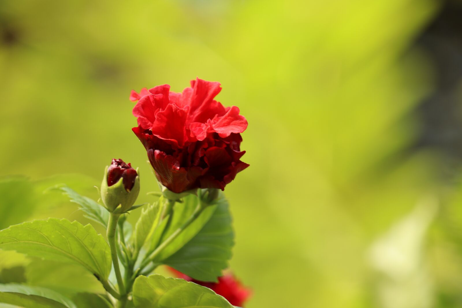 Canon EOS 250D (EOS Rebel SL3 / EOS Kiss X10 / EOS 200D II) sample photo. Flower, nature, kerala photography